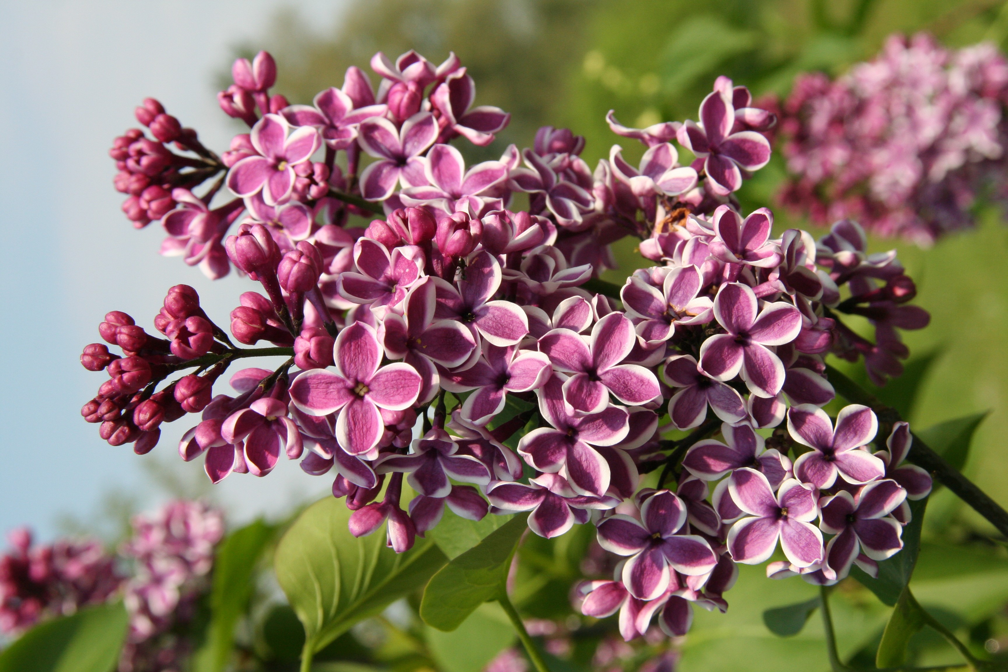 Close-up of bicolor lilac flowers in bloom HD Wallpaper
