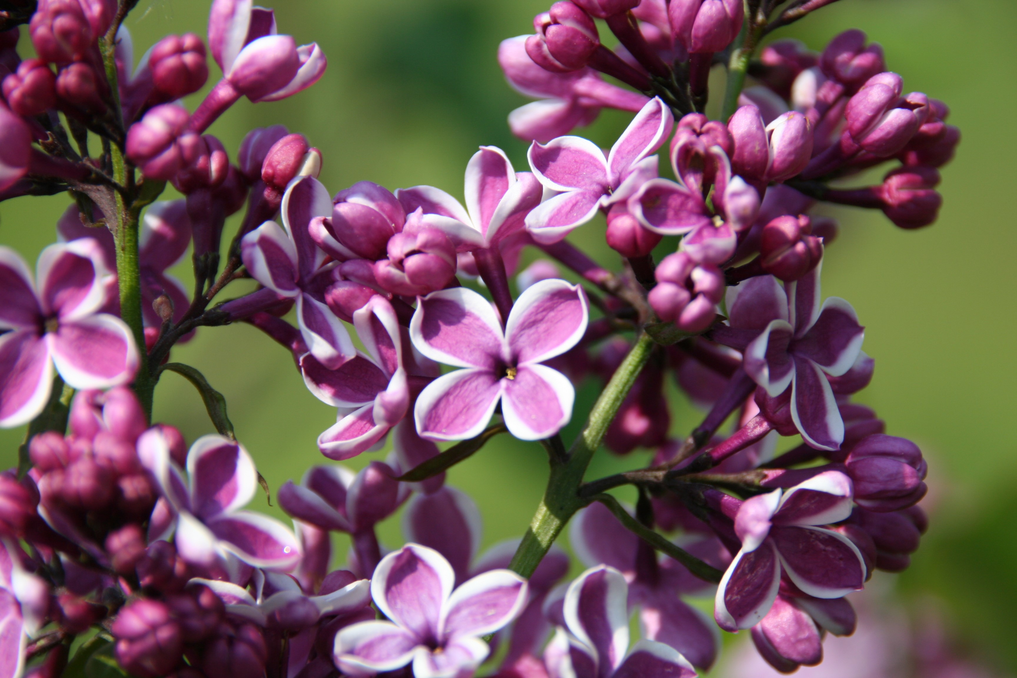 Close-up of purple and white lilac flowers HD Wallpaper