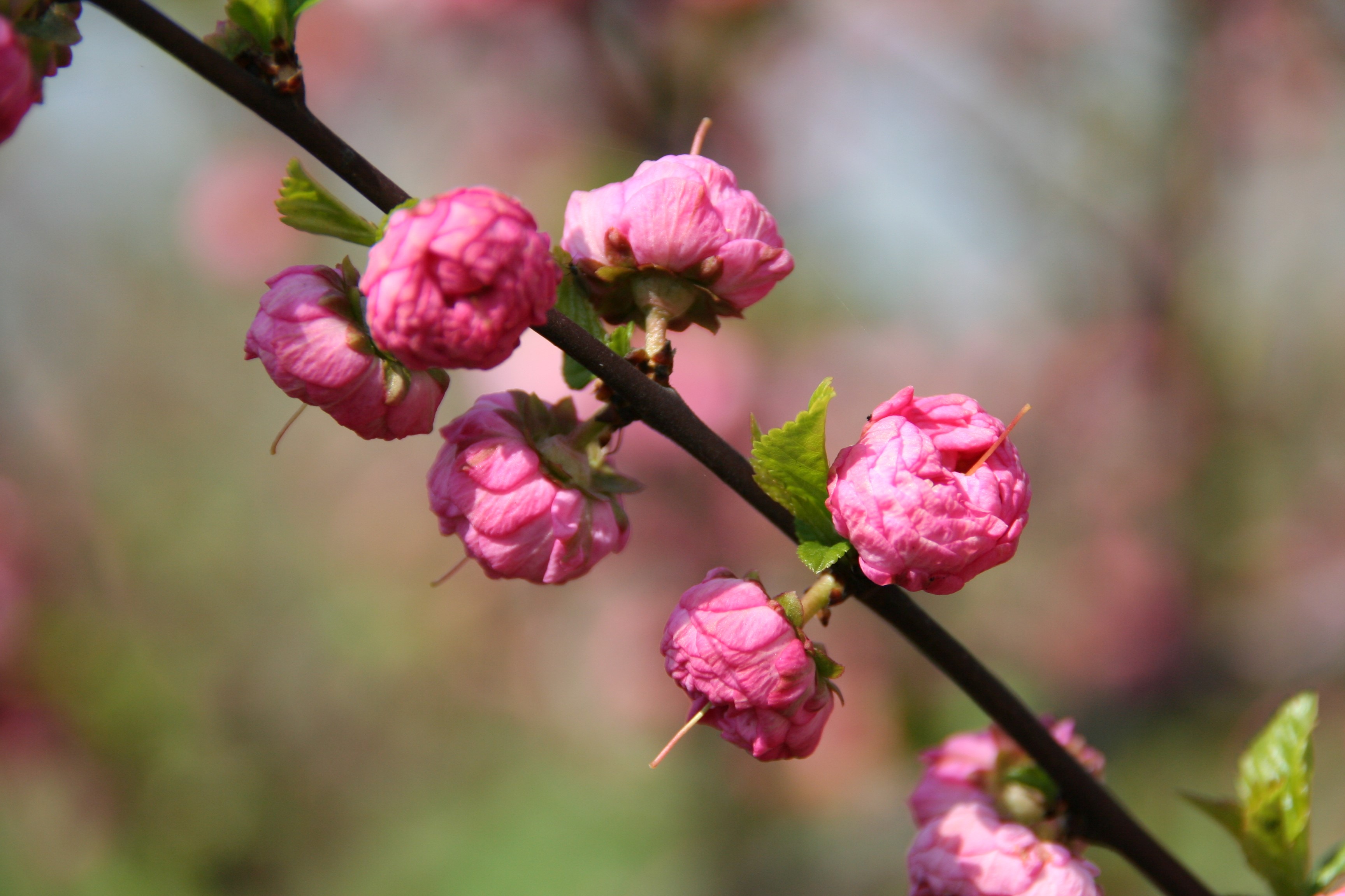 Pink double blossoms on a branch HD Wallpaper