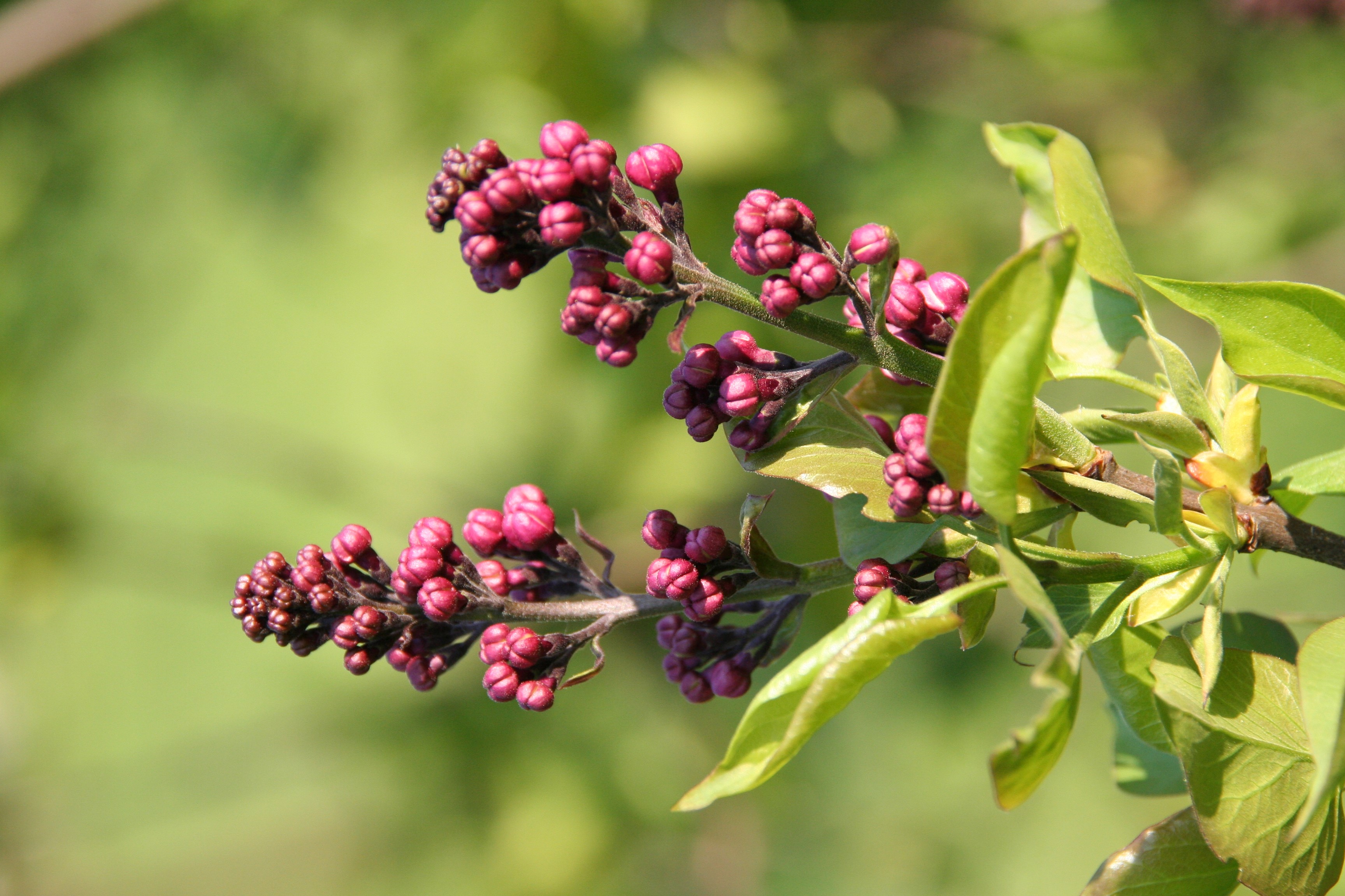 Close-up of lilac buds and leaves HD Wallpaper
