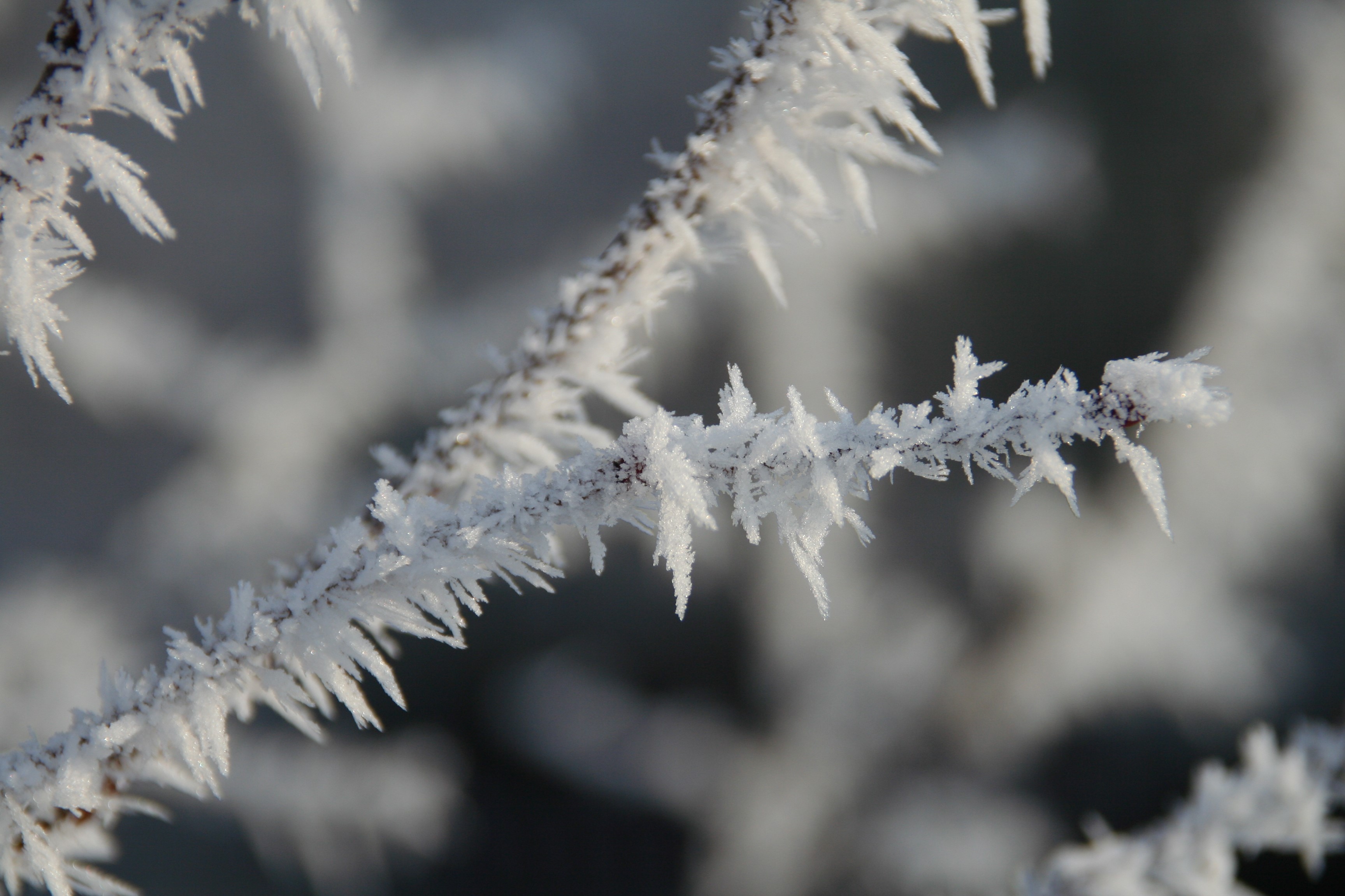 Frost covered branches in winter HD Wallpaper