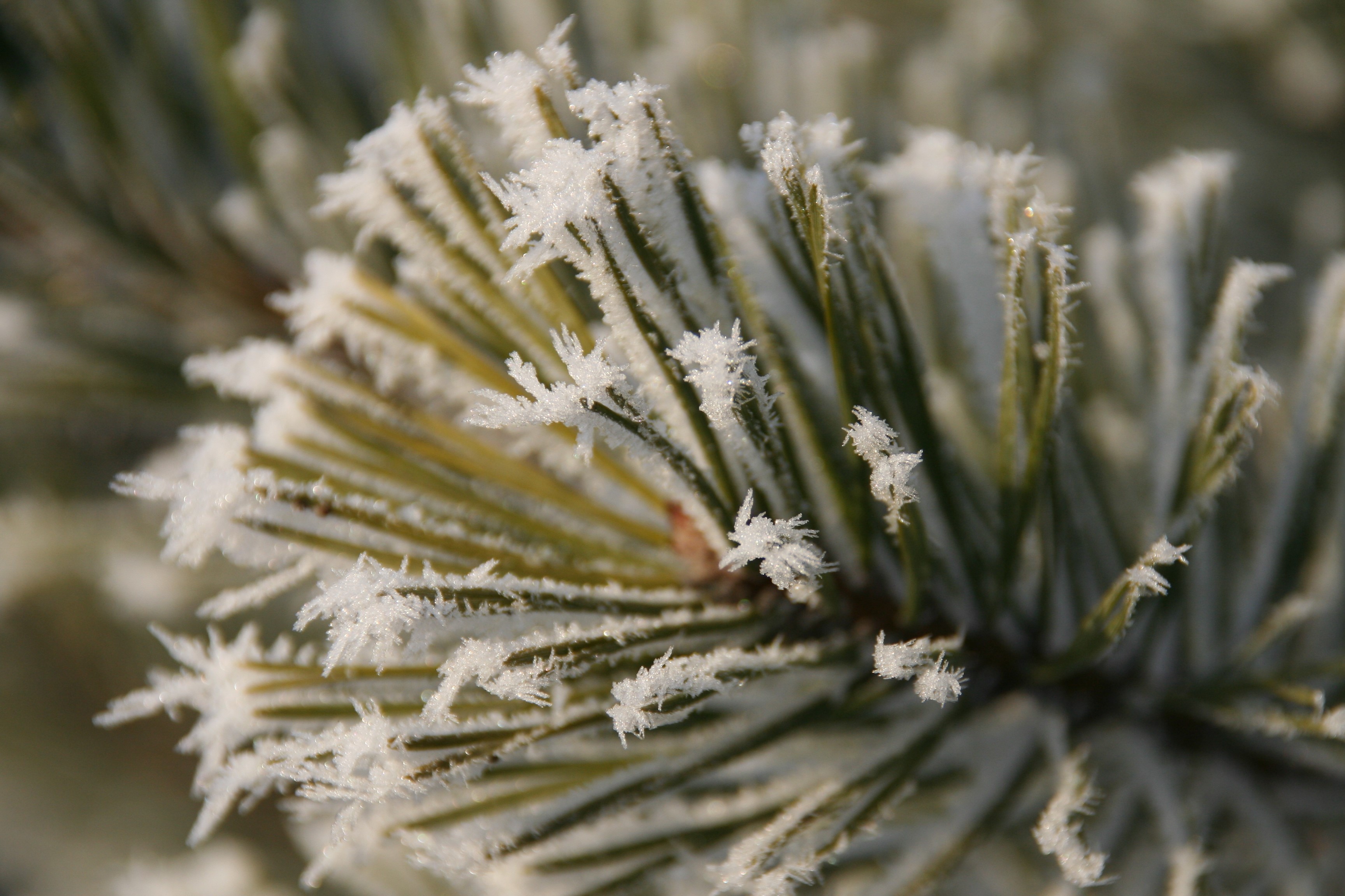 Pine needles covered in frost HD Wallpaper