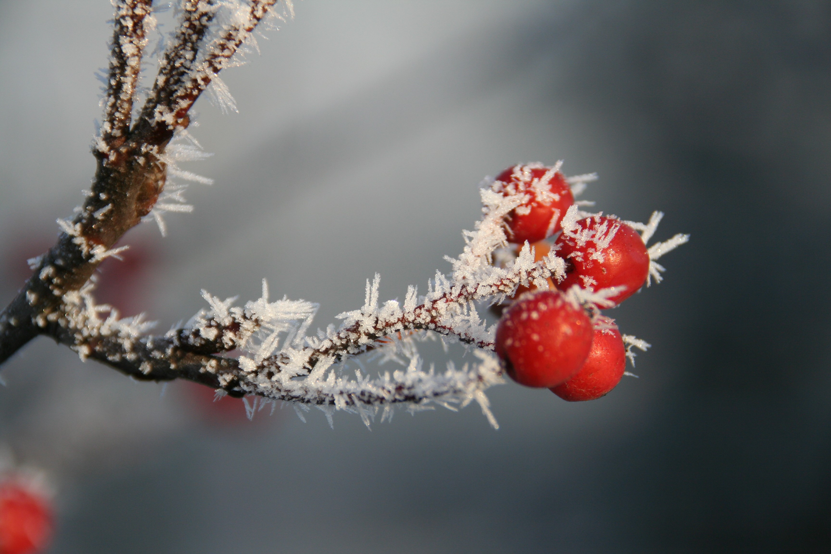 Frost-covered berries on a branch in winter HD Wallpaper