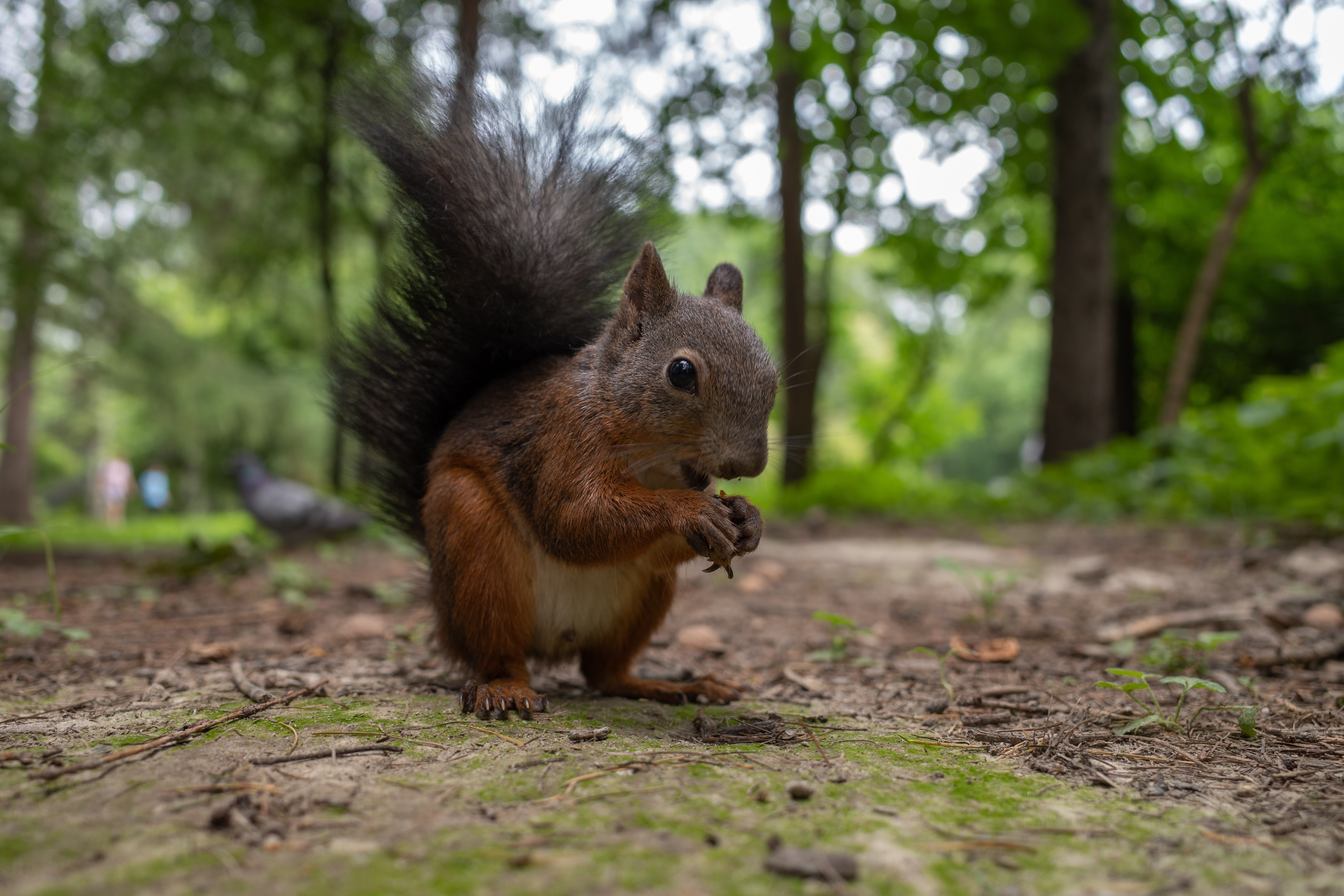 Squirrel eating in a forest HD Wallpaper