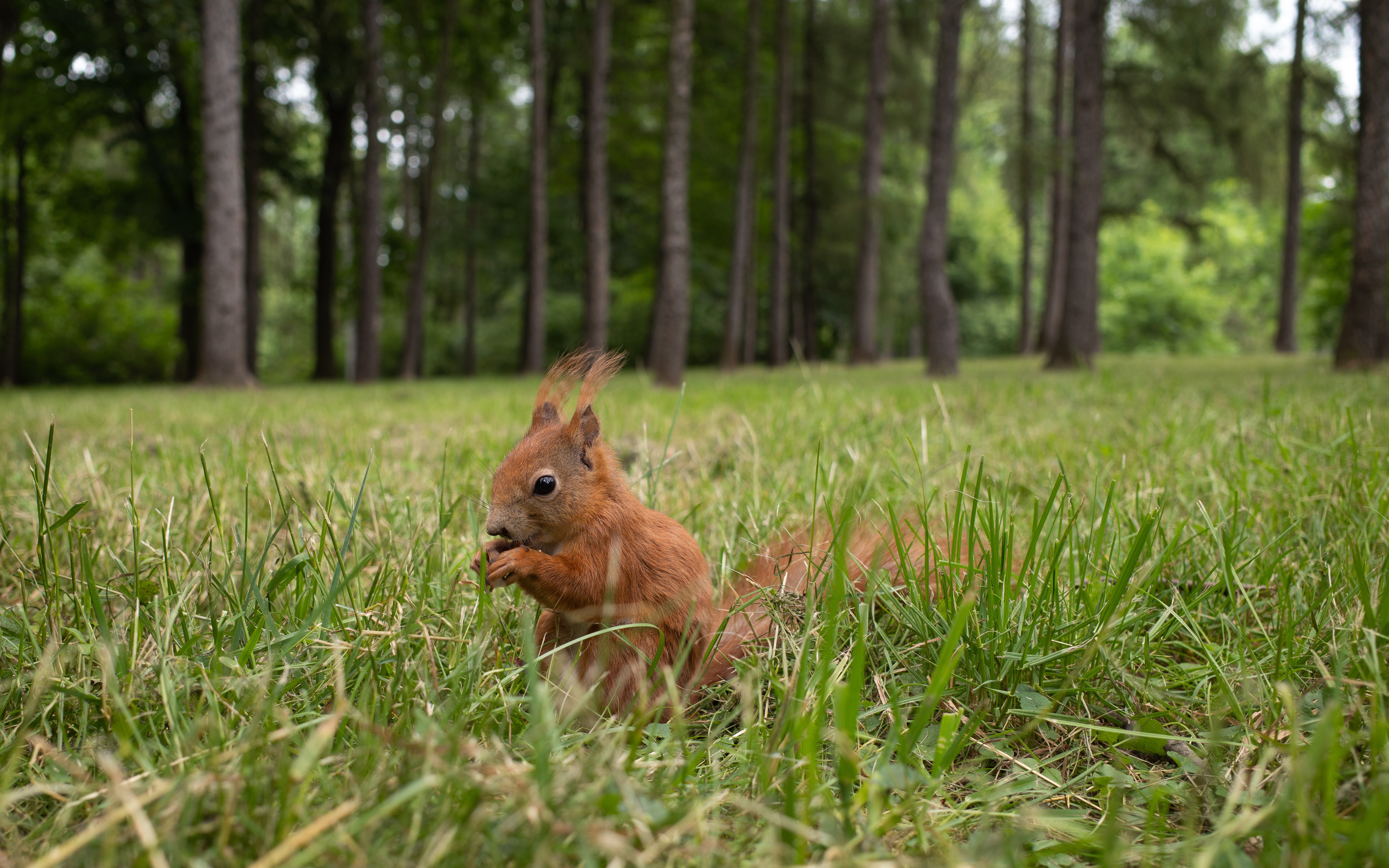 Squirrel eating in a forest HD Wallpaper