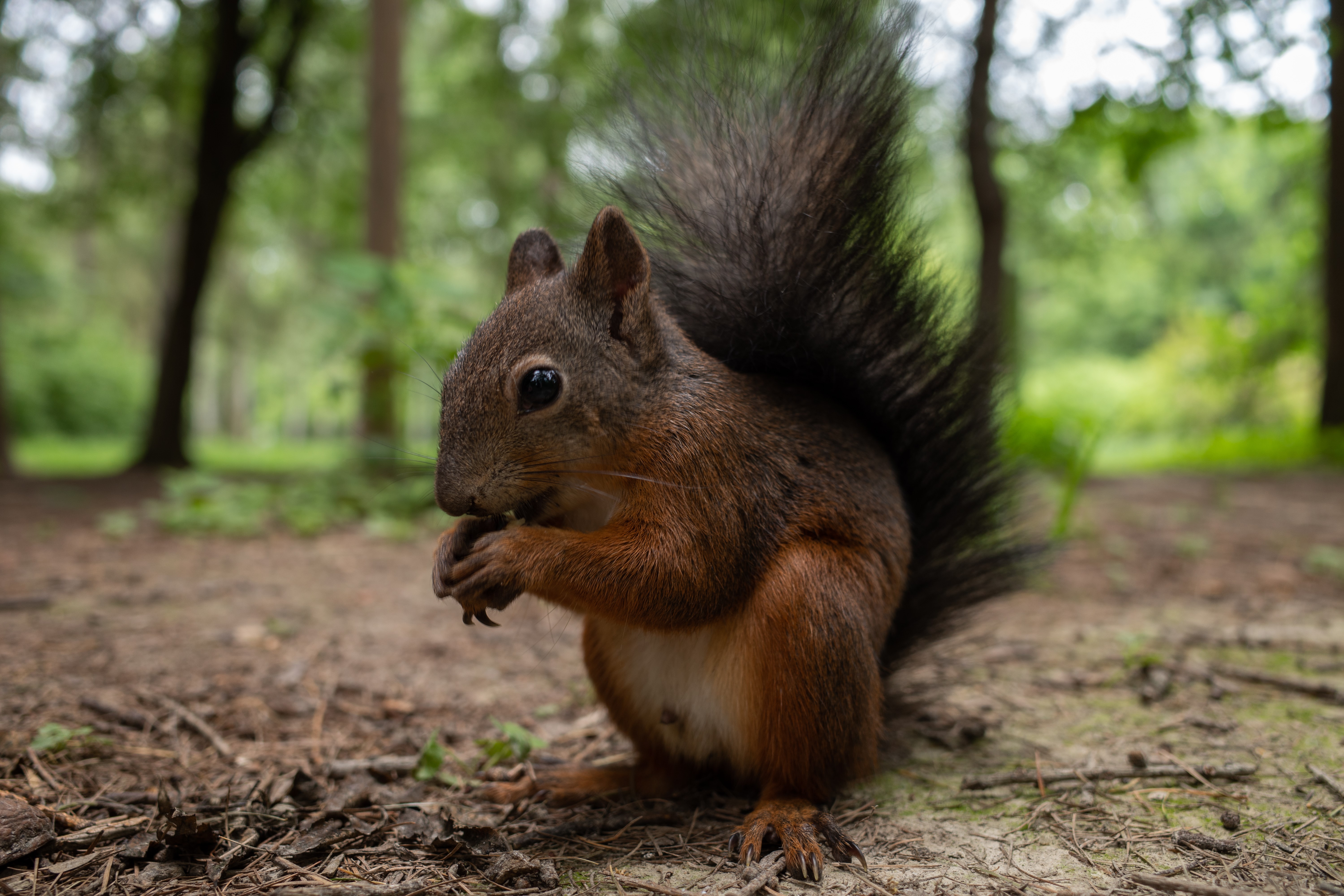 Squirrel eating in a forest HD Wallpaper