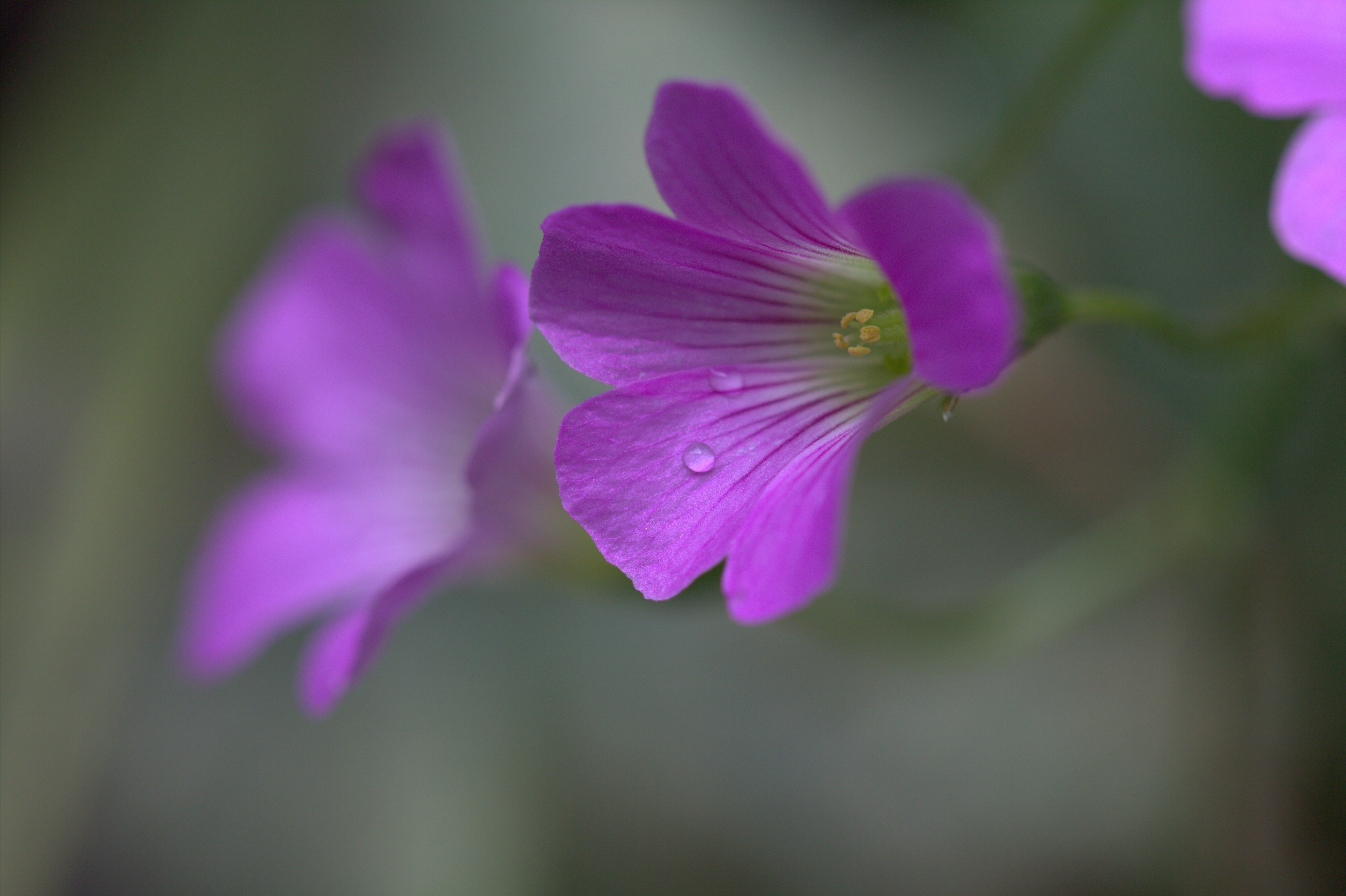 Purple flowers with water drops HD Wallpaper