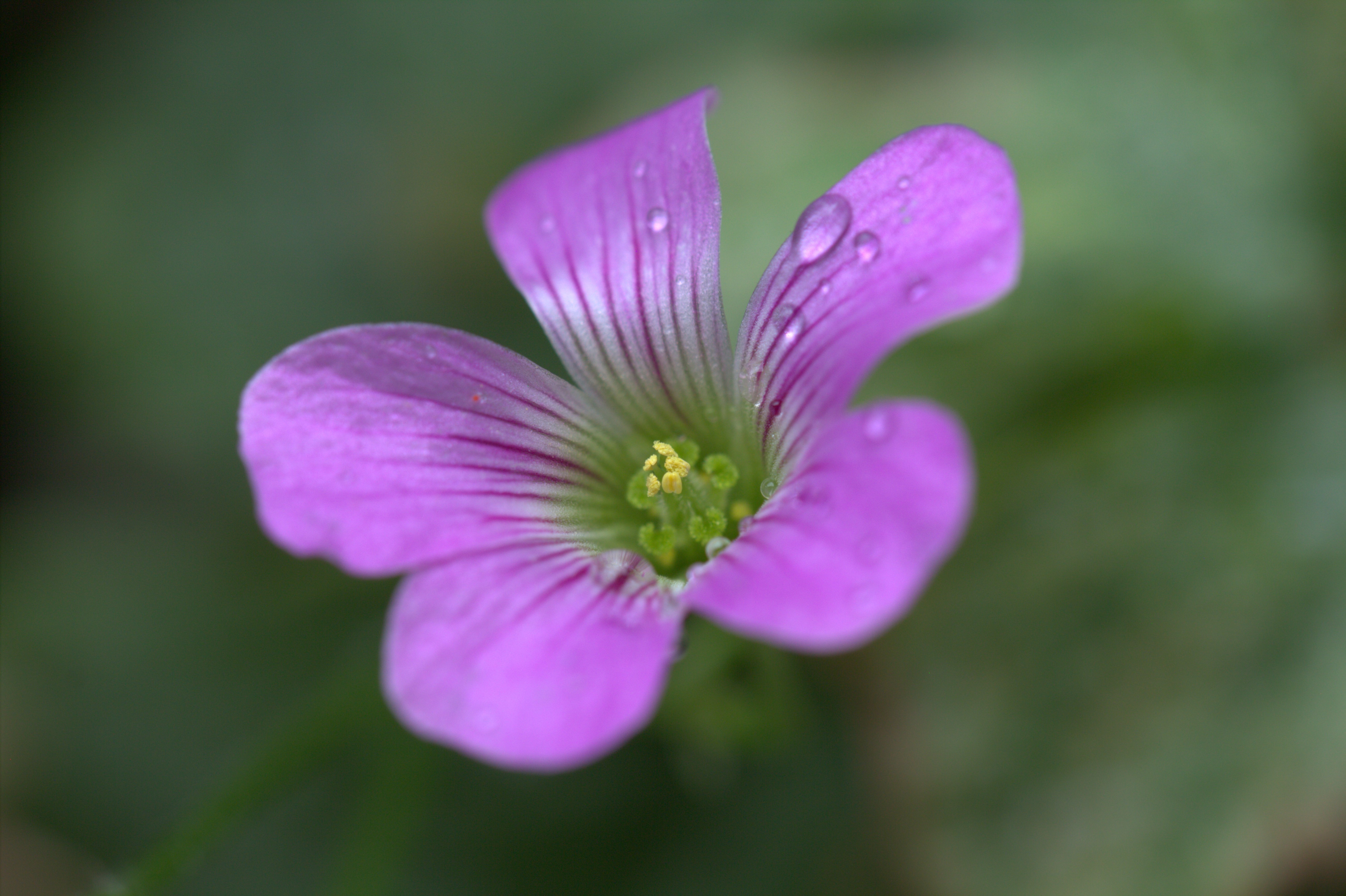 Purple flower with water drops HD Wallpaper