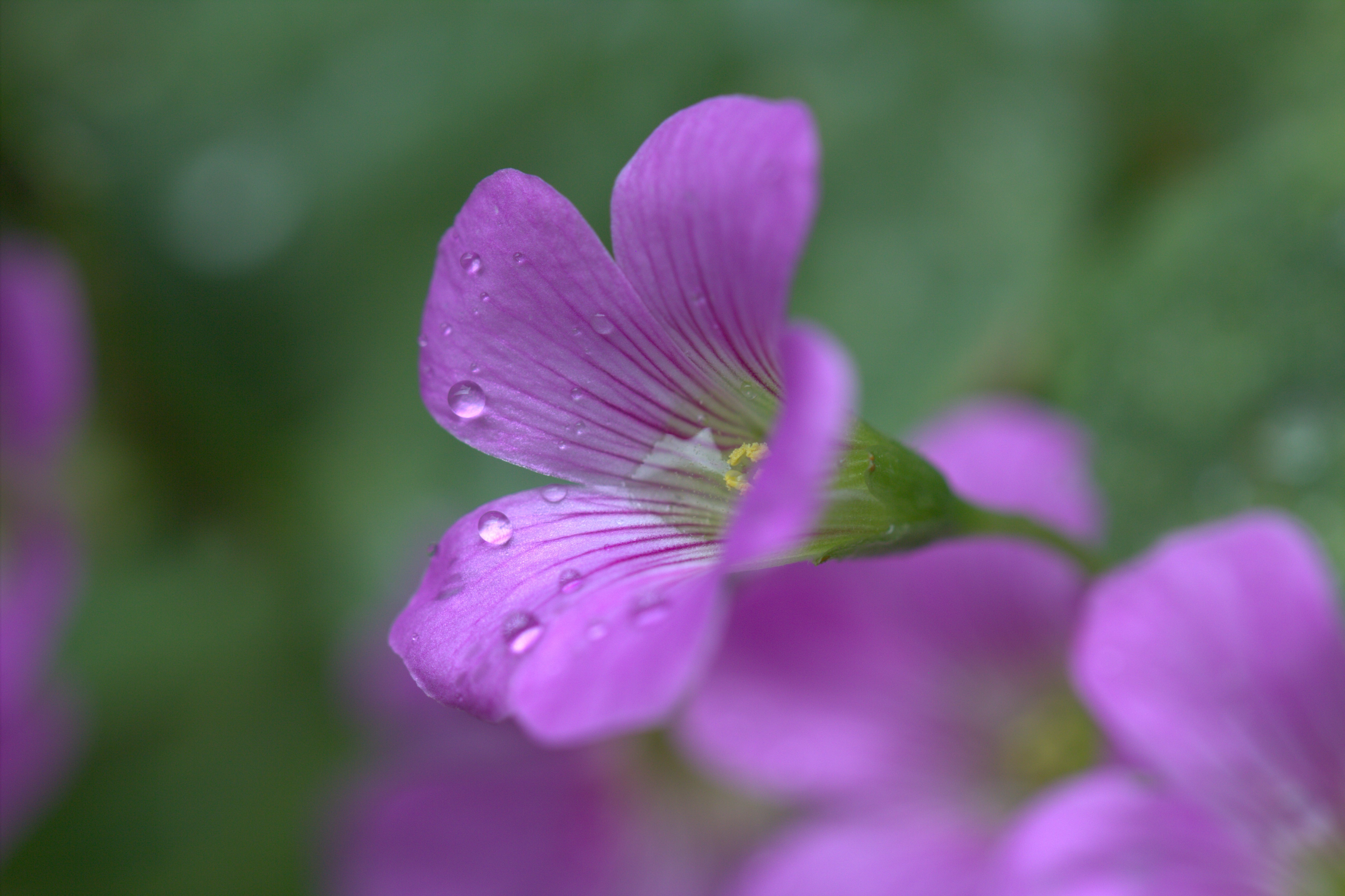 Purple flowers with water drops HD Wallpaper