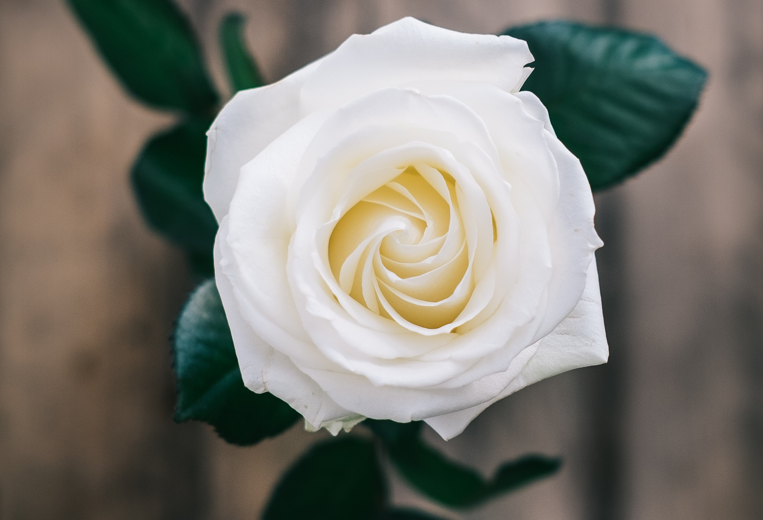 White rose with green leaves HD Wallpaper