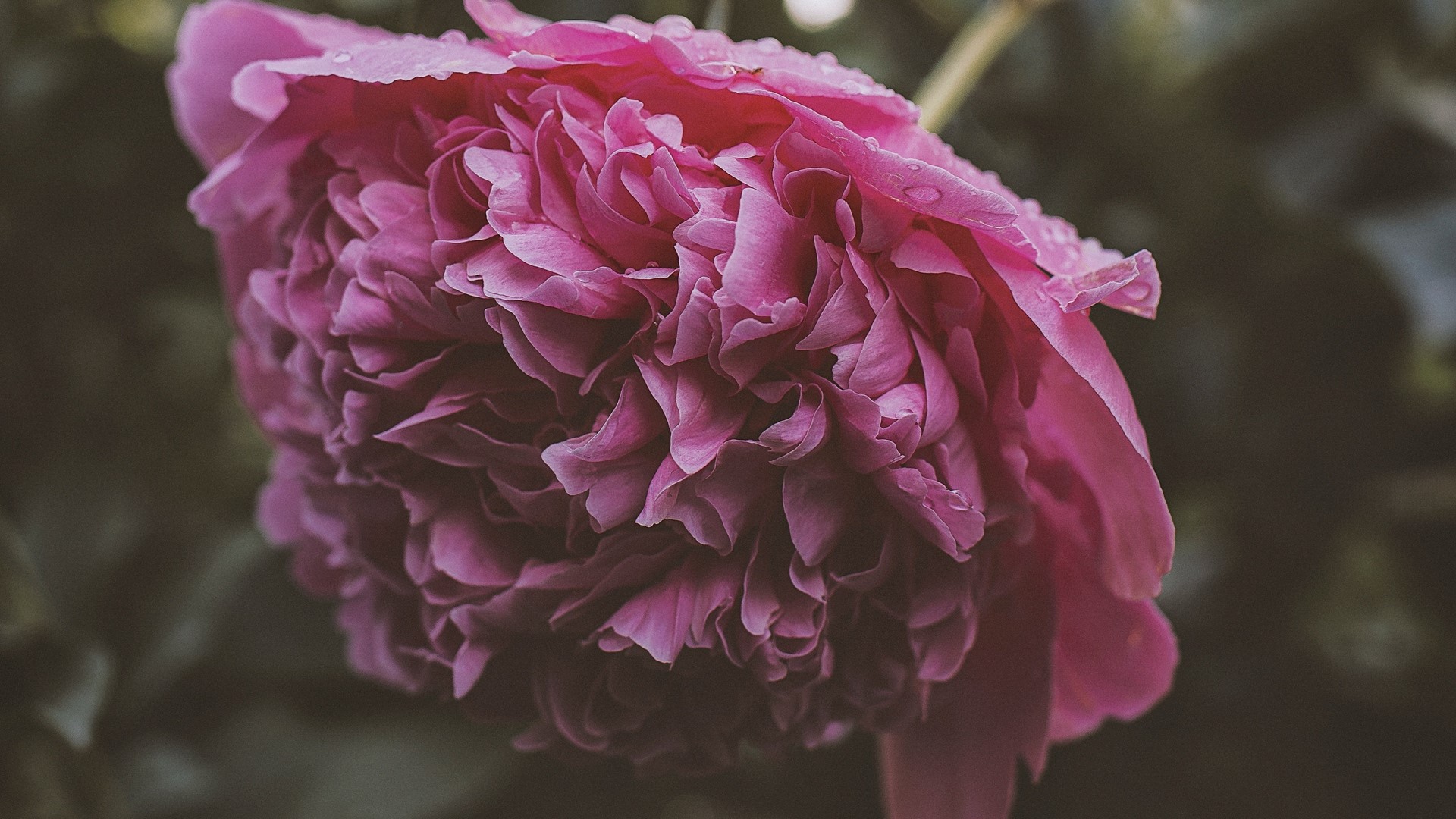 Close-up of a pink peony flower with water droplets HD Wallpaper