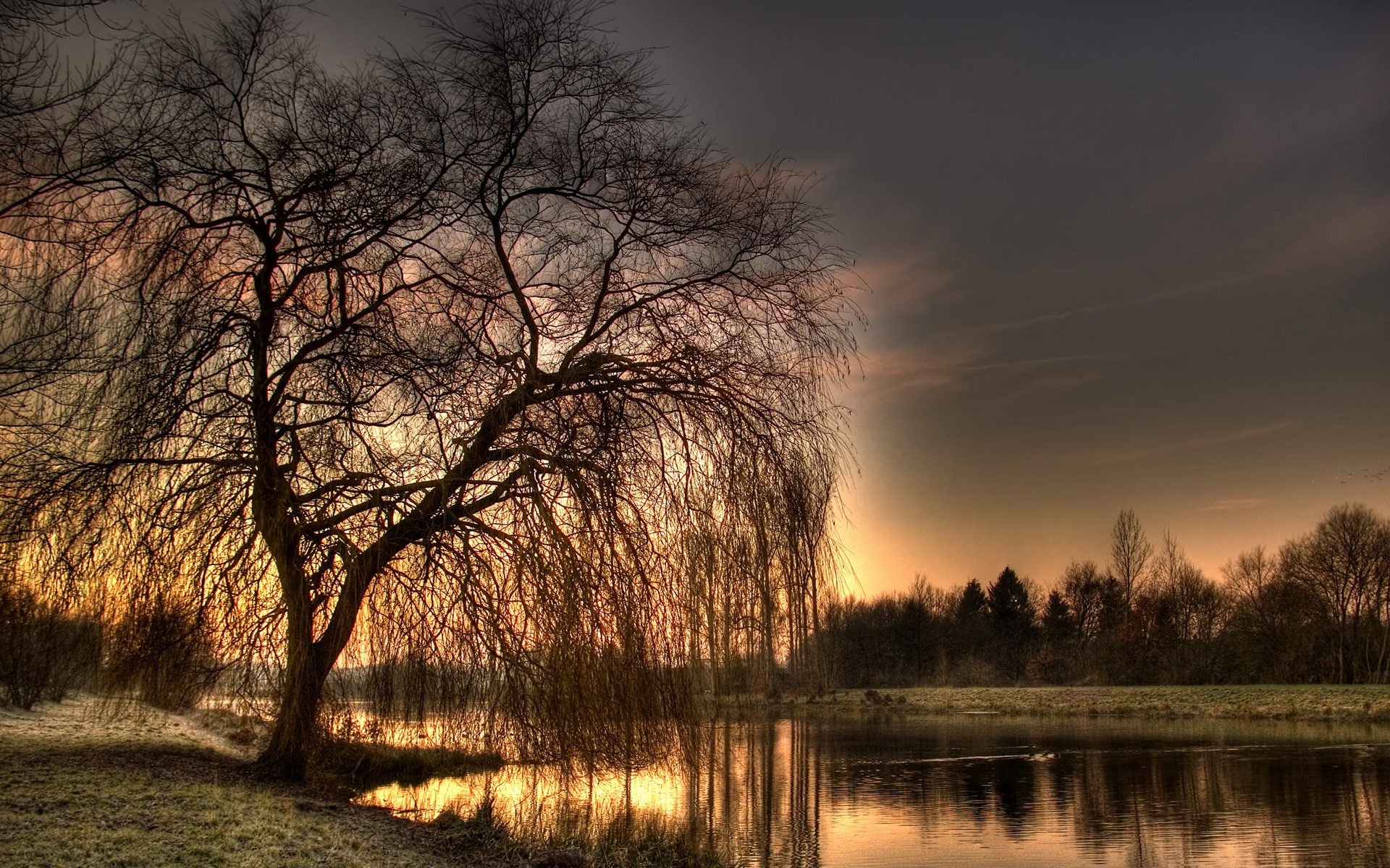 Bare willow tree by a lake at sunset HD Wallpaper