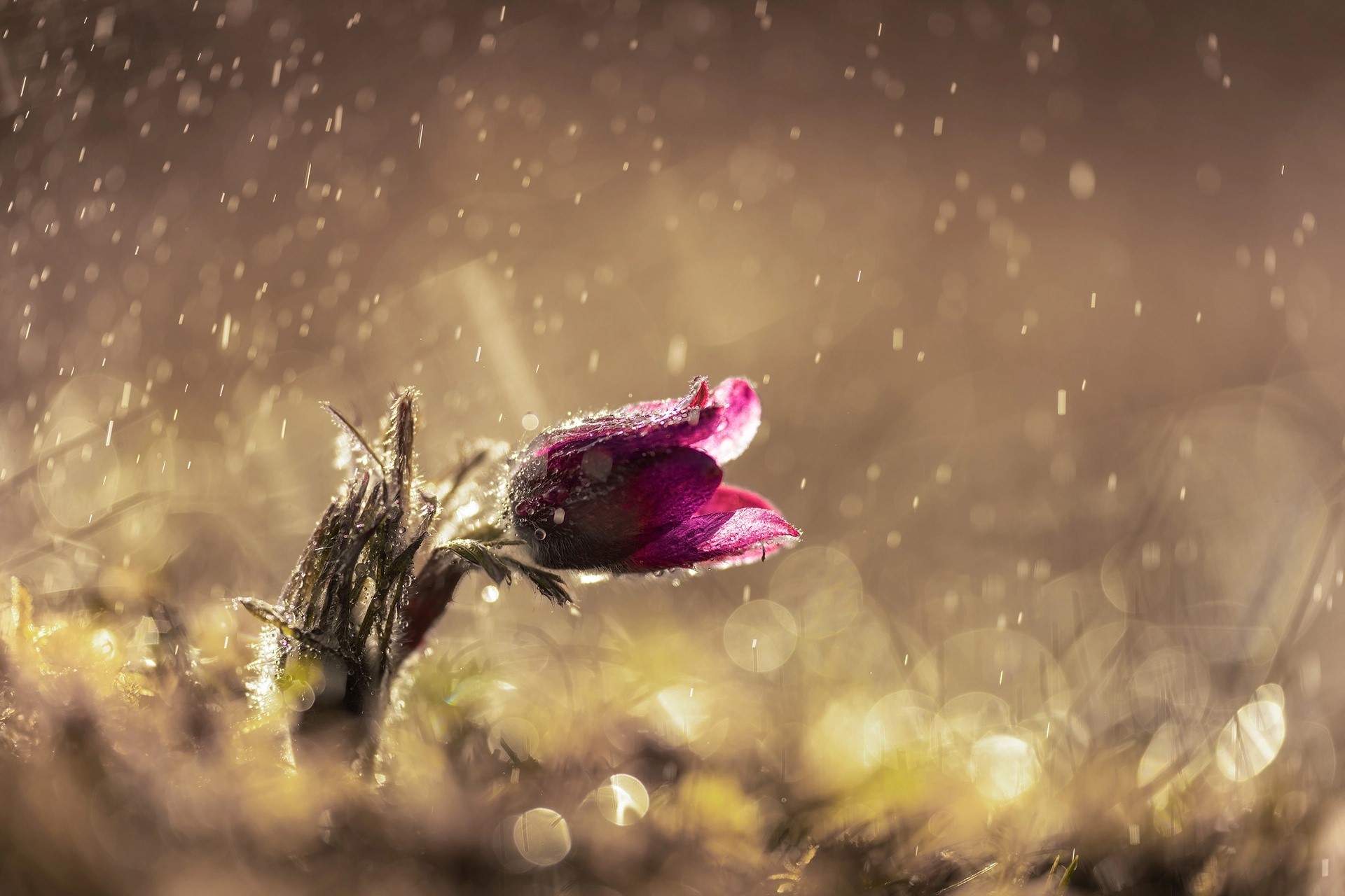 Purple flower in the rain HD Wallpaper