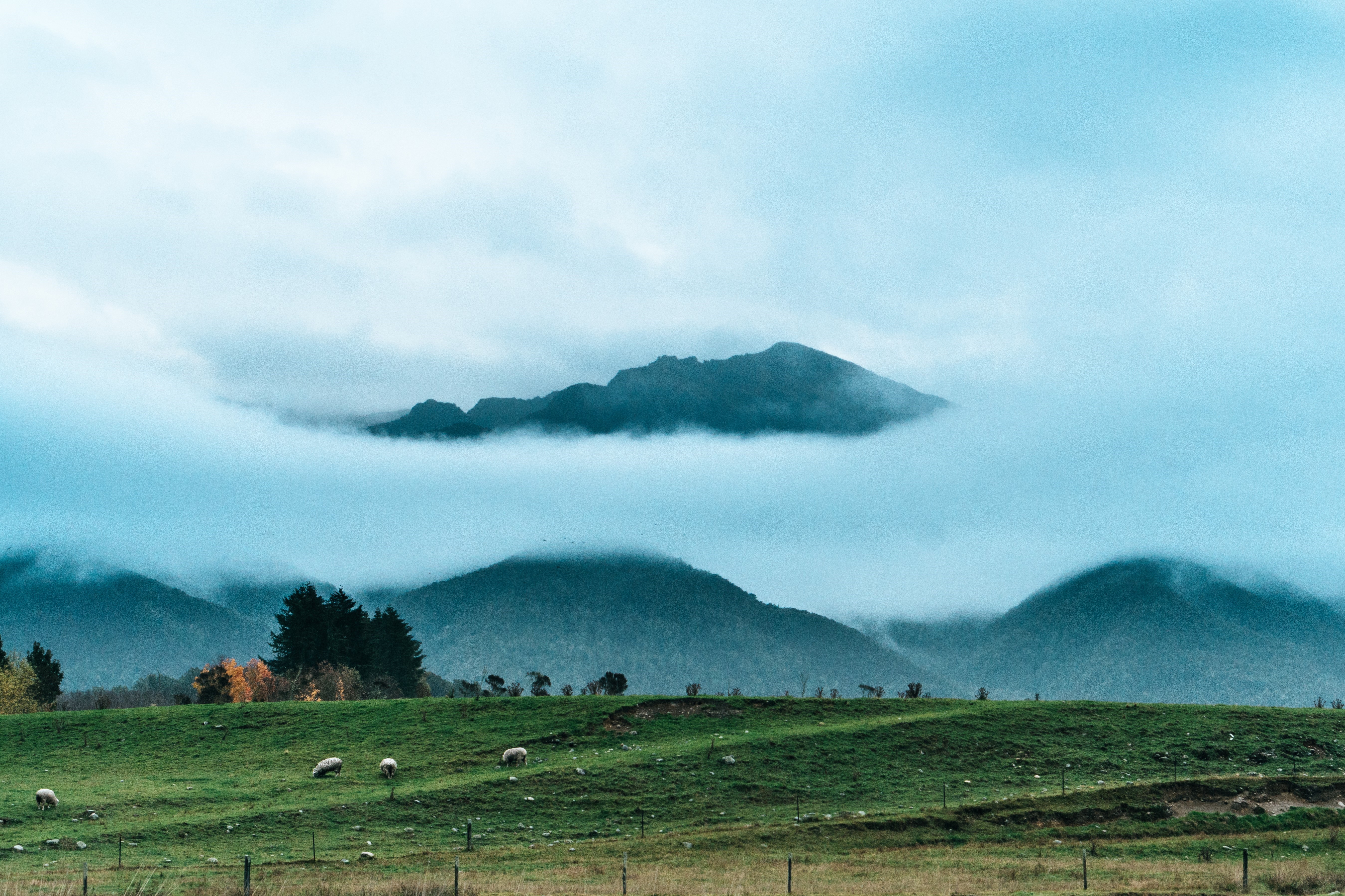 Sheep grazing on a misty hill with mountains in the background HD Wallpaper