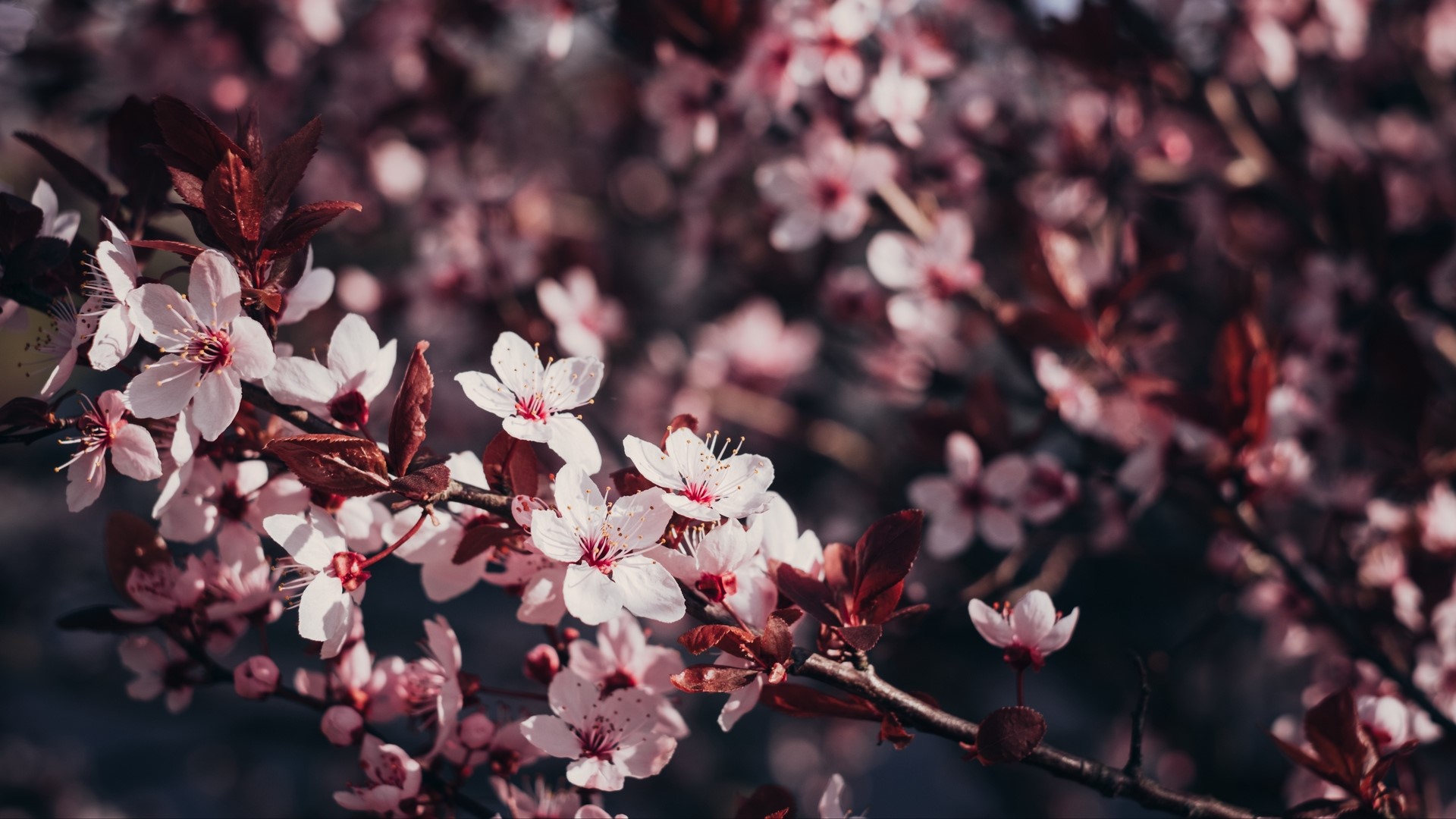 Pink cherry blossoms on a dark branch HD Wallpaper