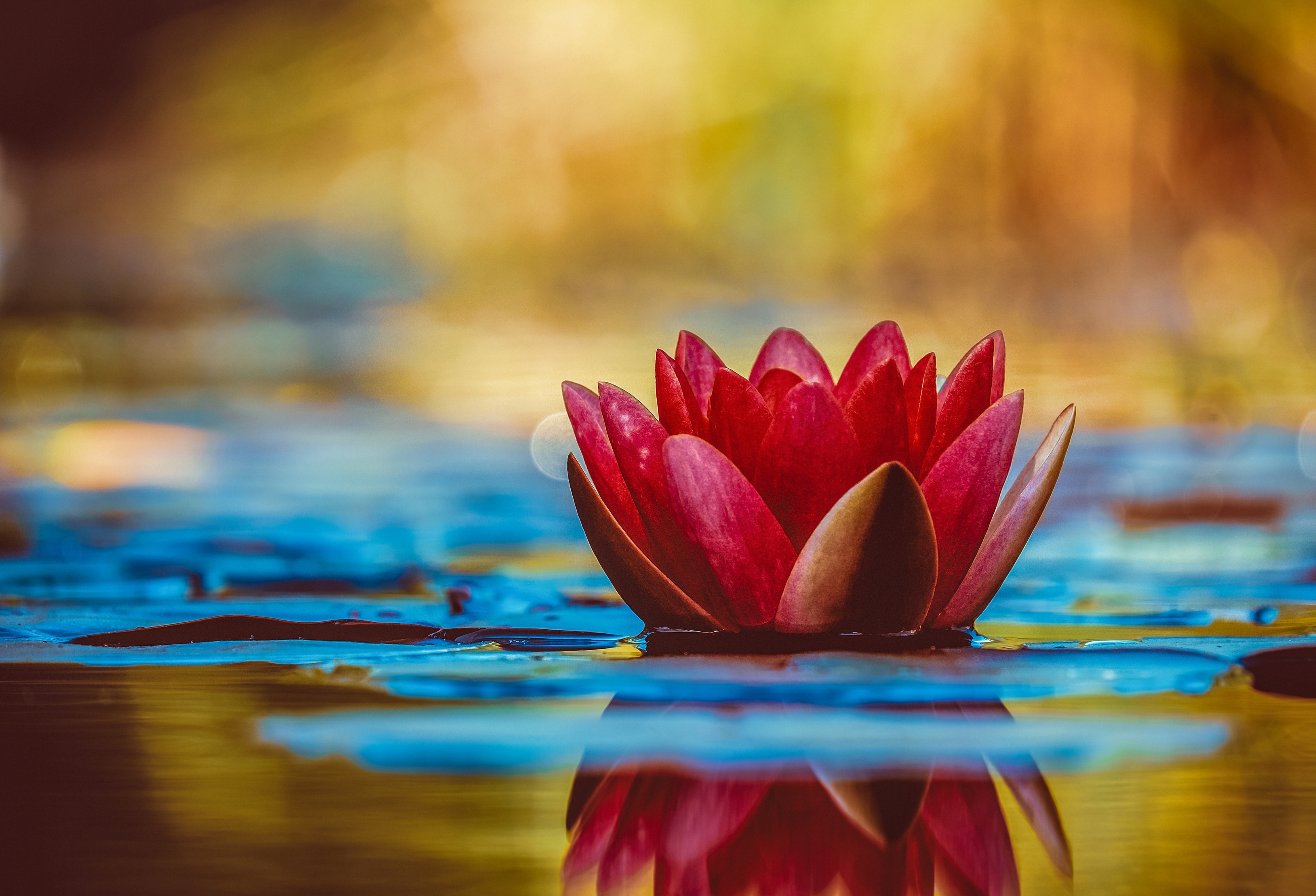 Red water lily on water HD Wallpaper