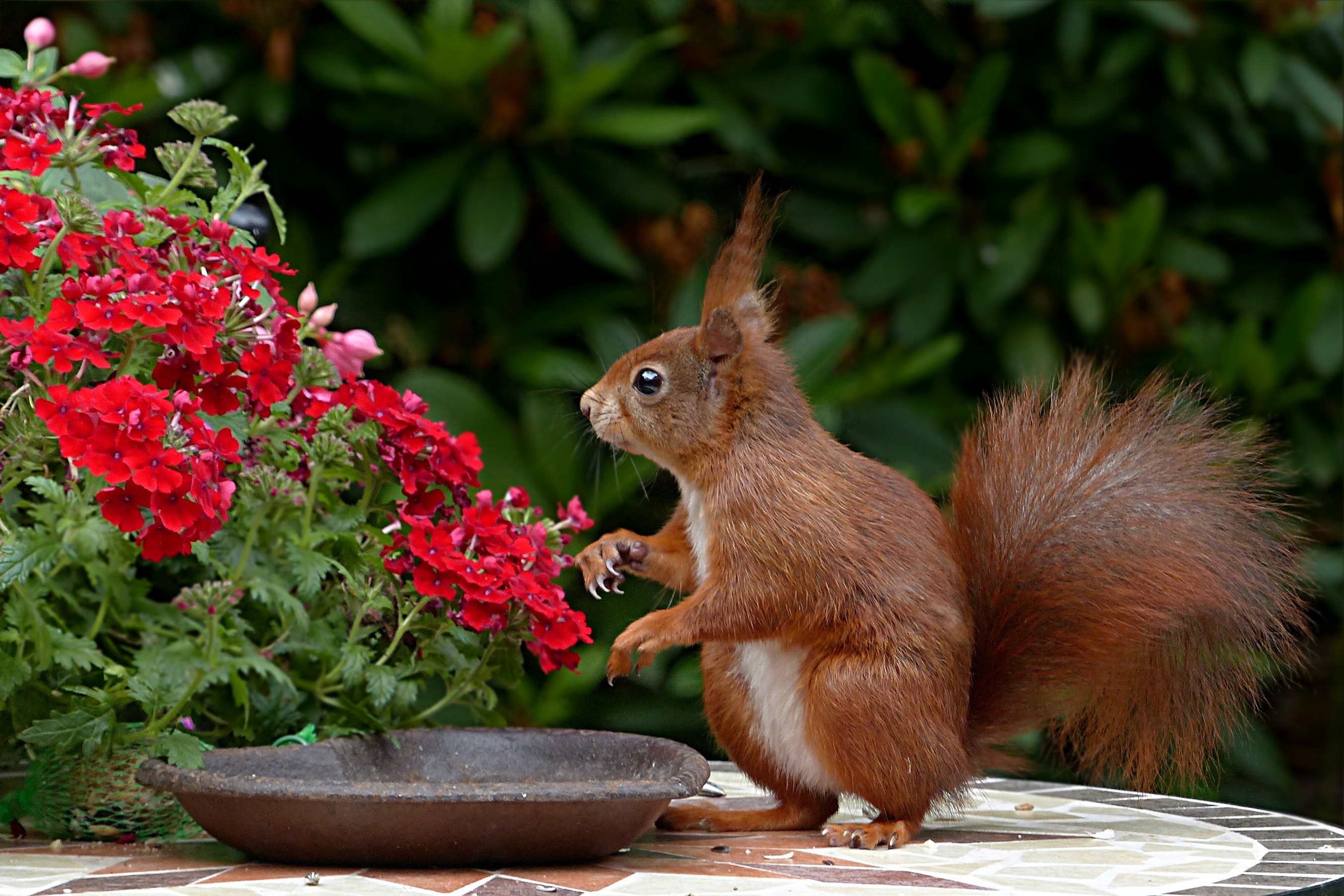 Red squirrel near red flowers and bird bath HD Wallpaper