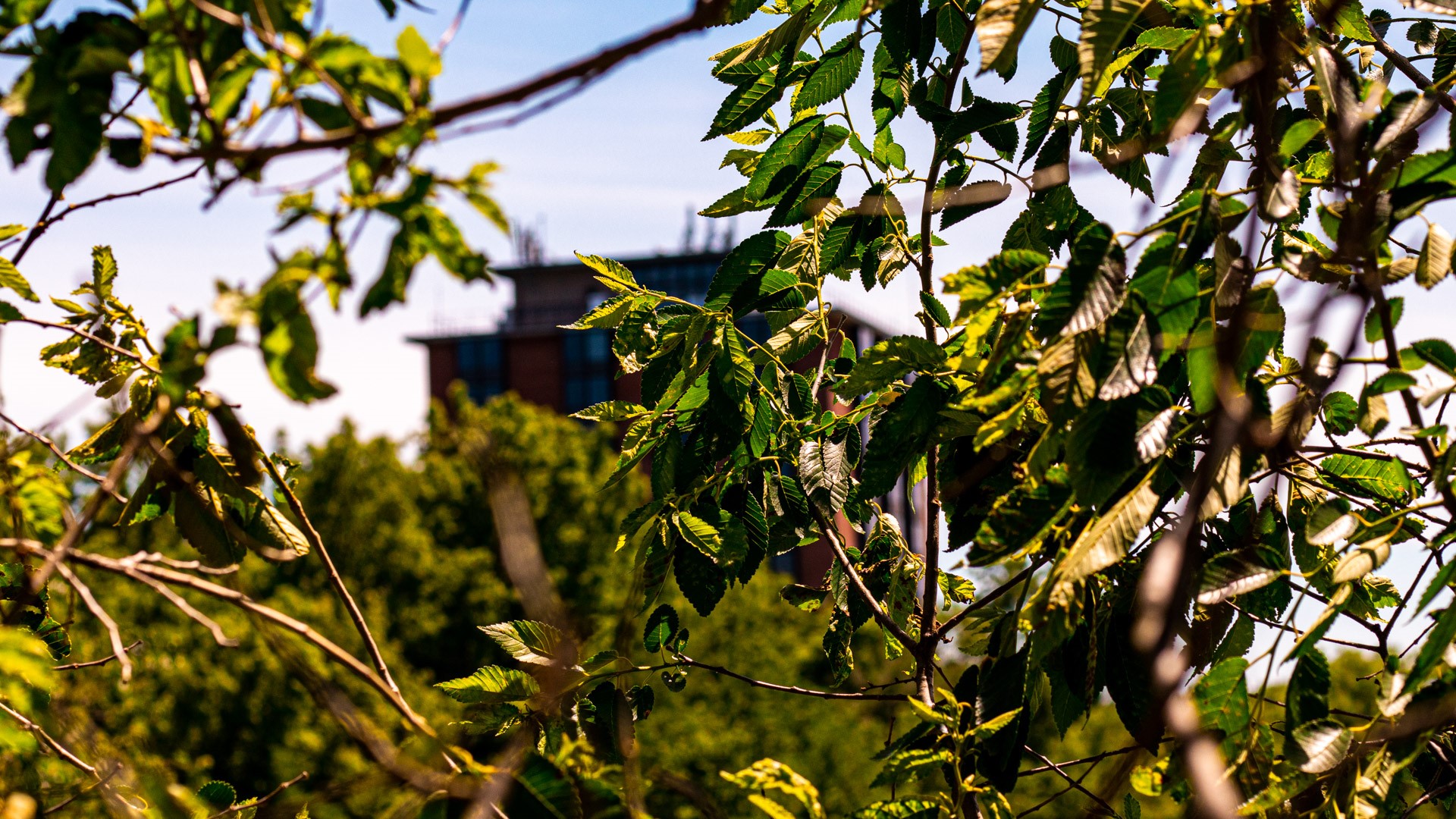 Building seen through tree branches HD Wallpaper