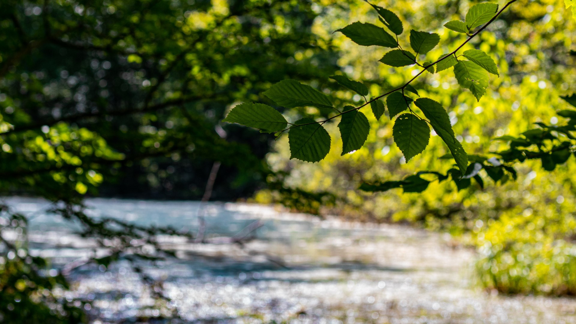 Green leaves in front of a sunlit pond HD Wallpaper