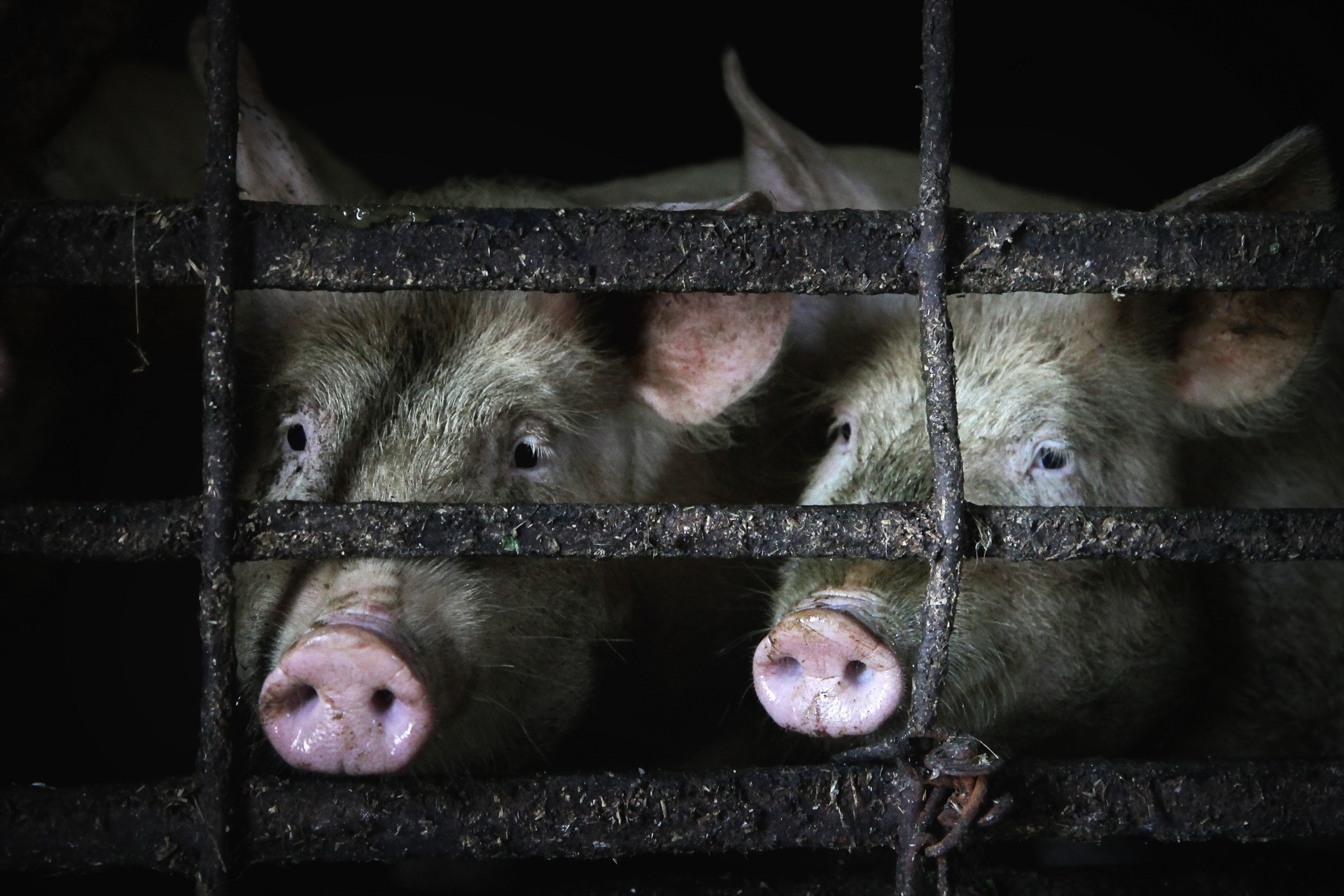 Pigs behind bars in a dark enclosure HD Wallpaper
