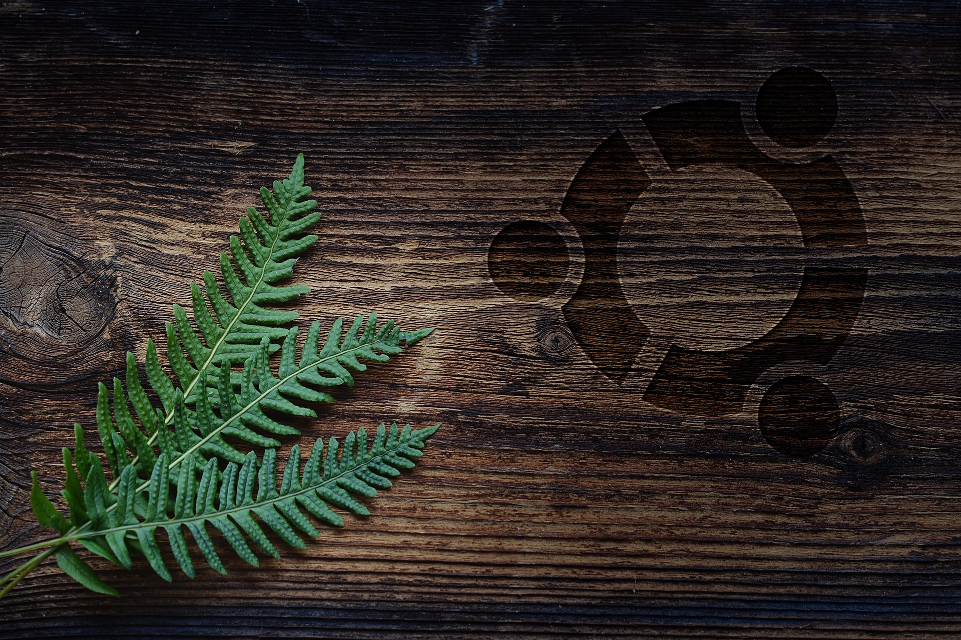Ubuntu logo carved into wood with fern leaves HD Wallpaper