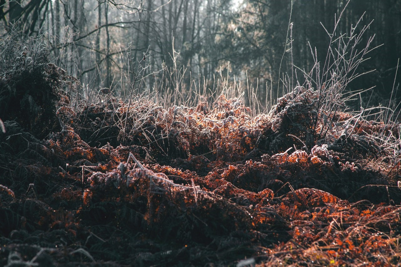 Hoarfrost covered plants in a forest HD Wallpaper