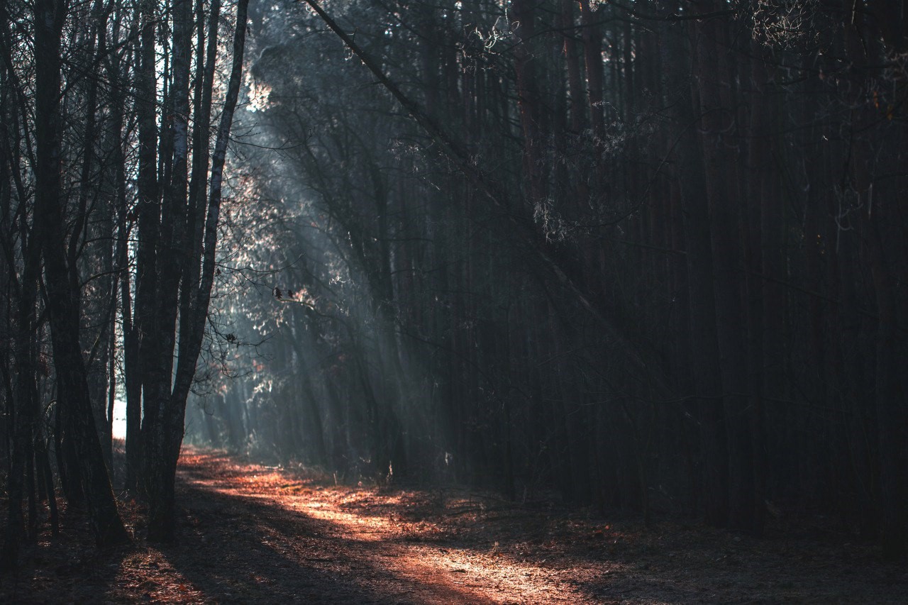 Sun rays in a dark forest with a path HD Wallpaper