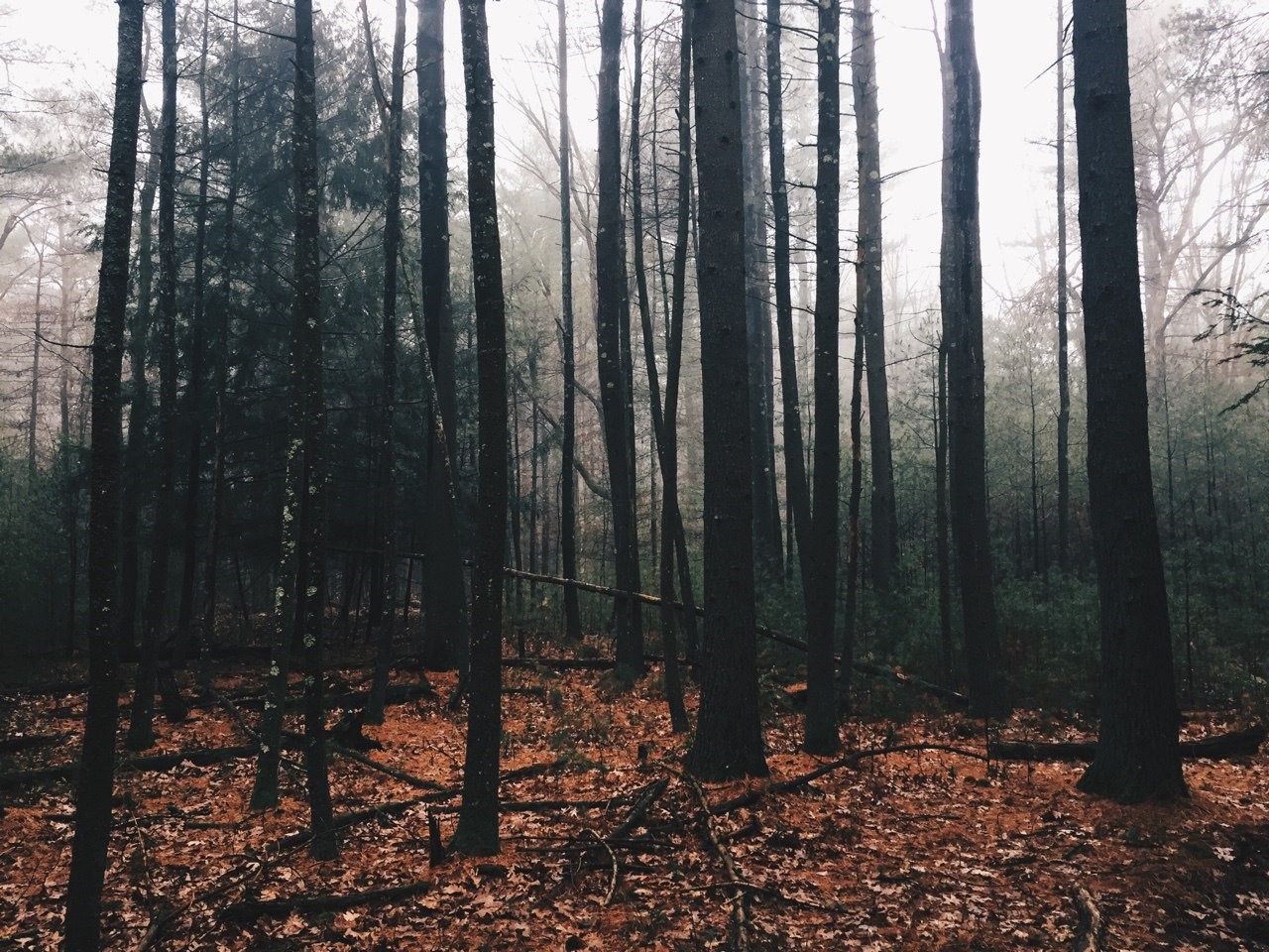 Misty forest with pine trees and fallen leaves HD Wallpaper