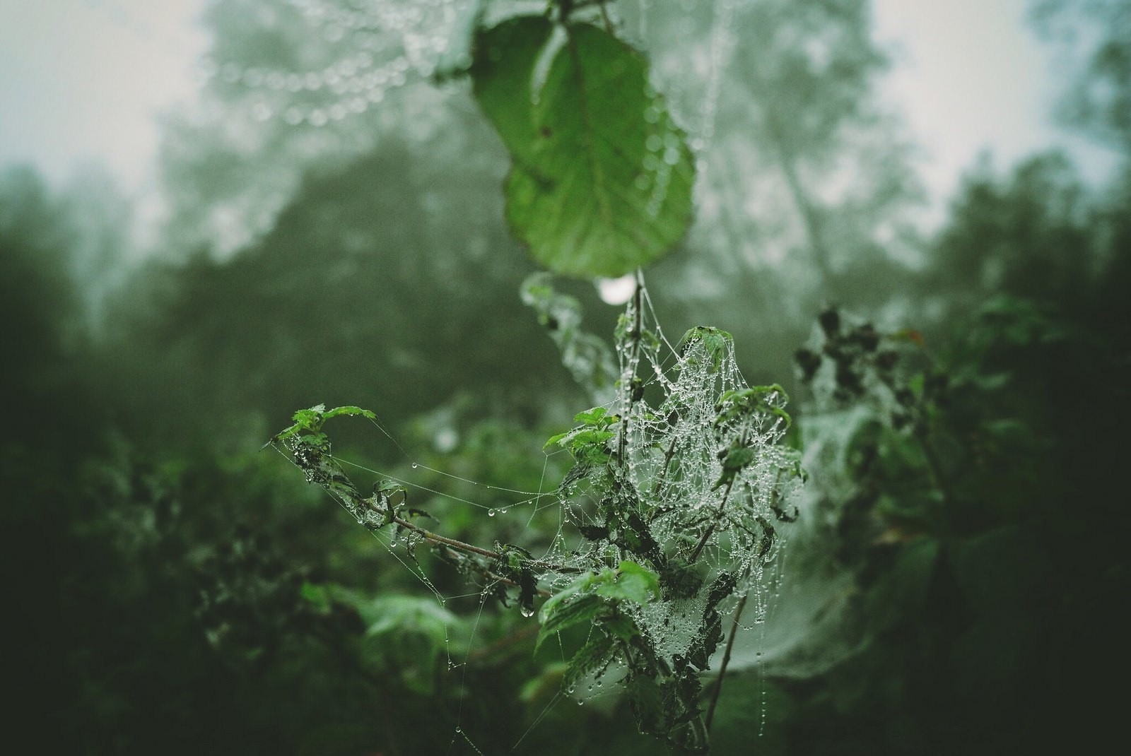Spider webs covered in dew on a plant in misty forest HD Wallpaper