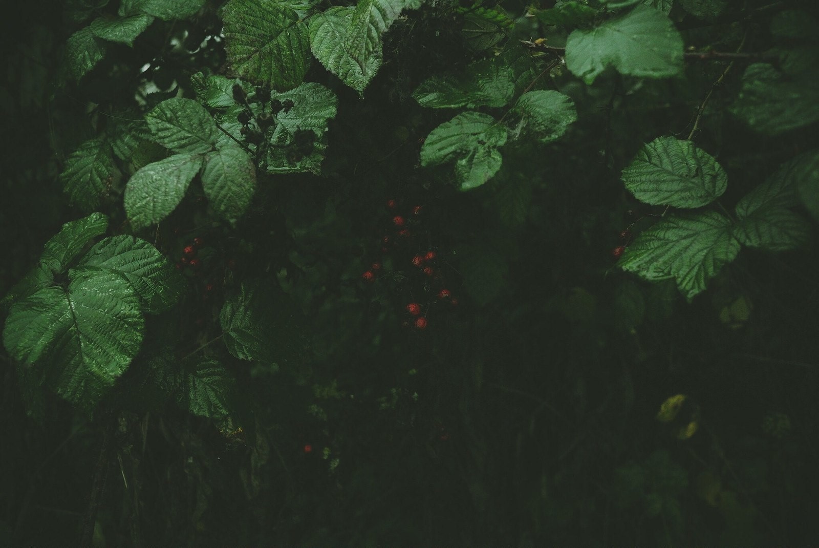Dark Green Leaves and Red Berries HD Wallpaper