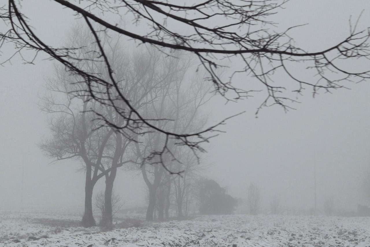 Bare trees in a misty winter landscape with snow HD Wallpaper