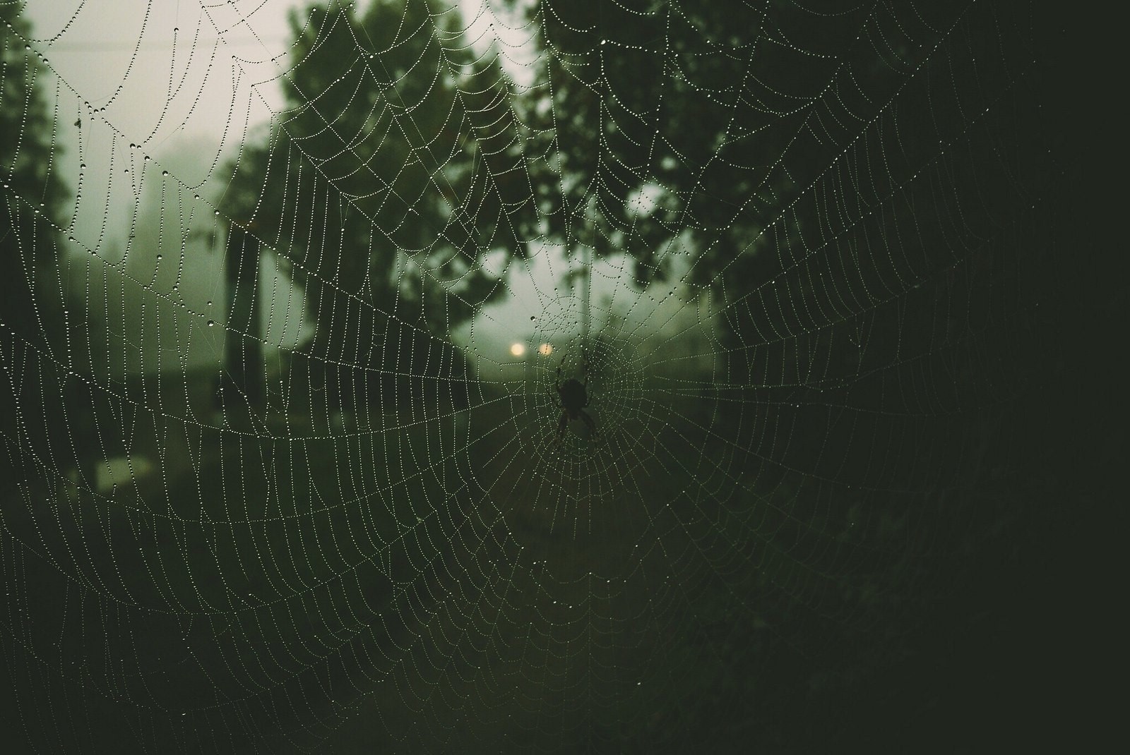 Spider web with water drops in misty forest HD Wallpaper