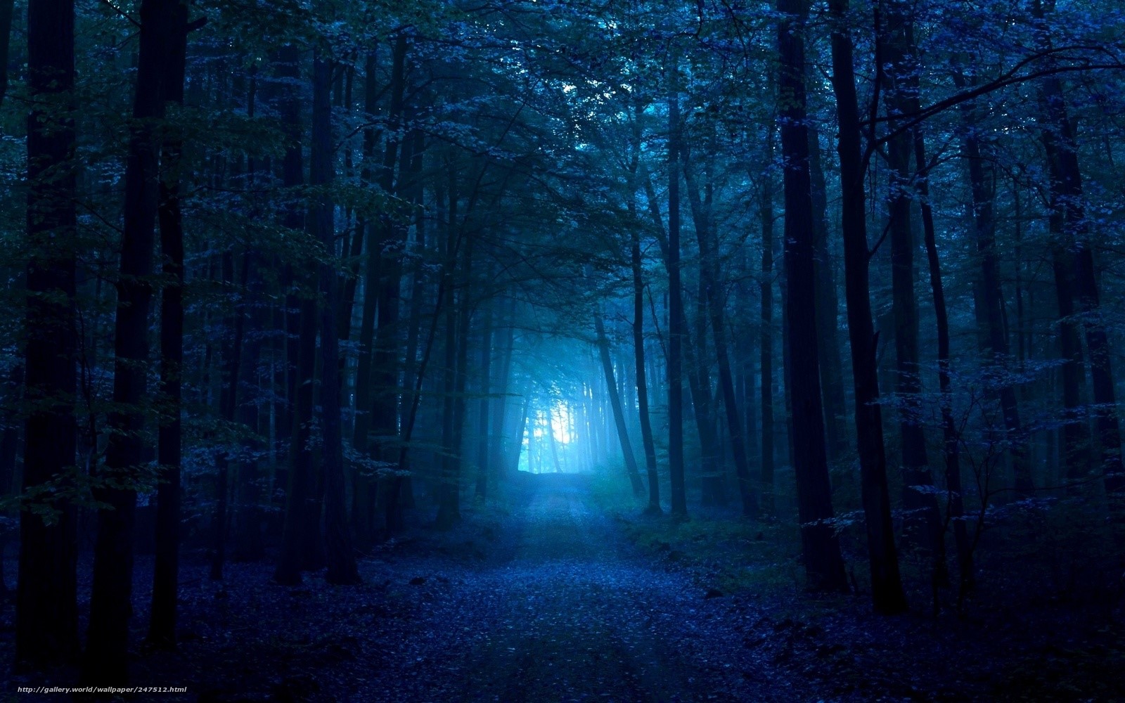 Blue forest pathway with light filtering through trees HD Wallpaper