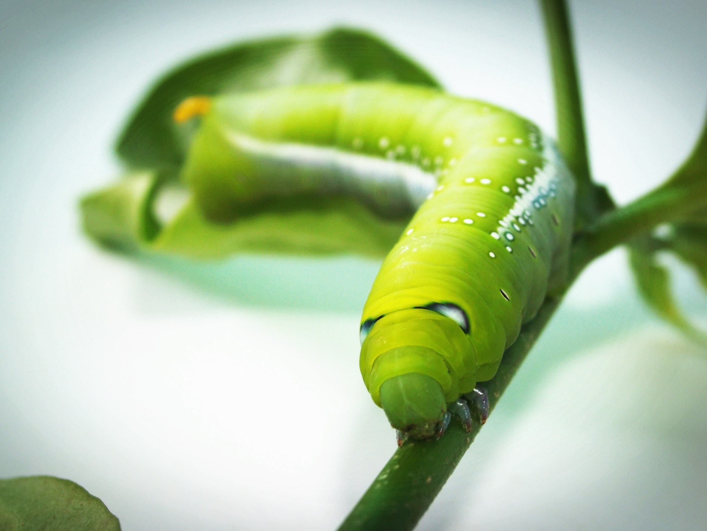 Green caterpillar on a plant stem HD Wallpaper
