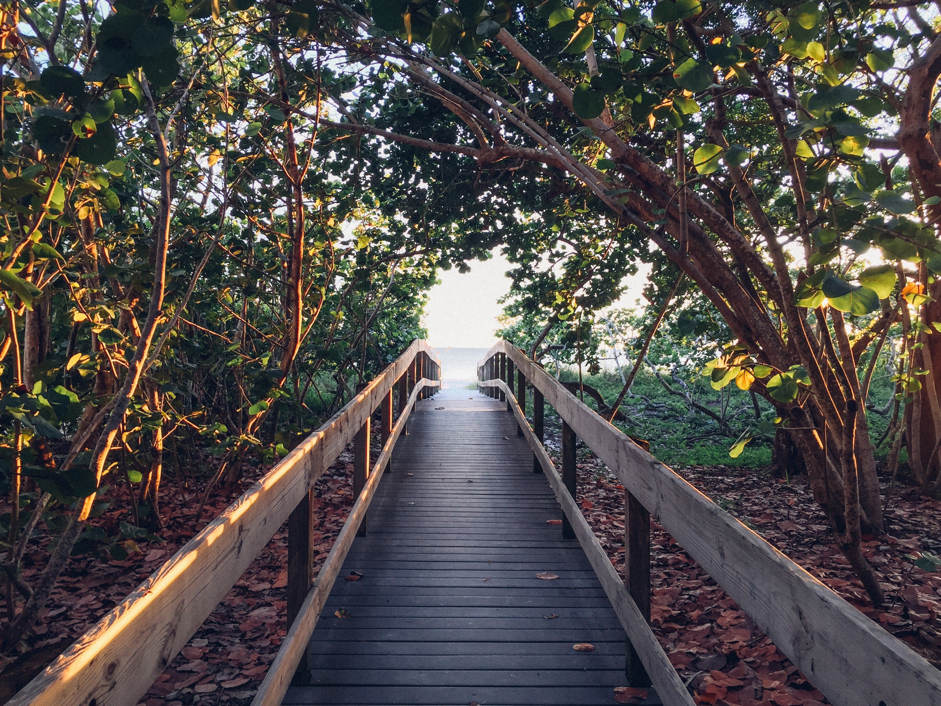 Wooden boardwalk through trees to the ocean HD Wallpaper