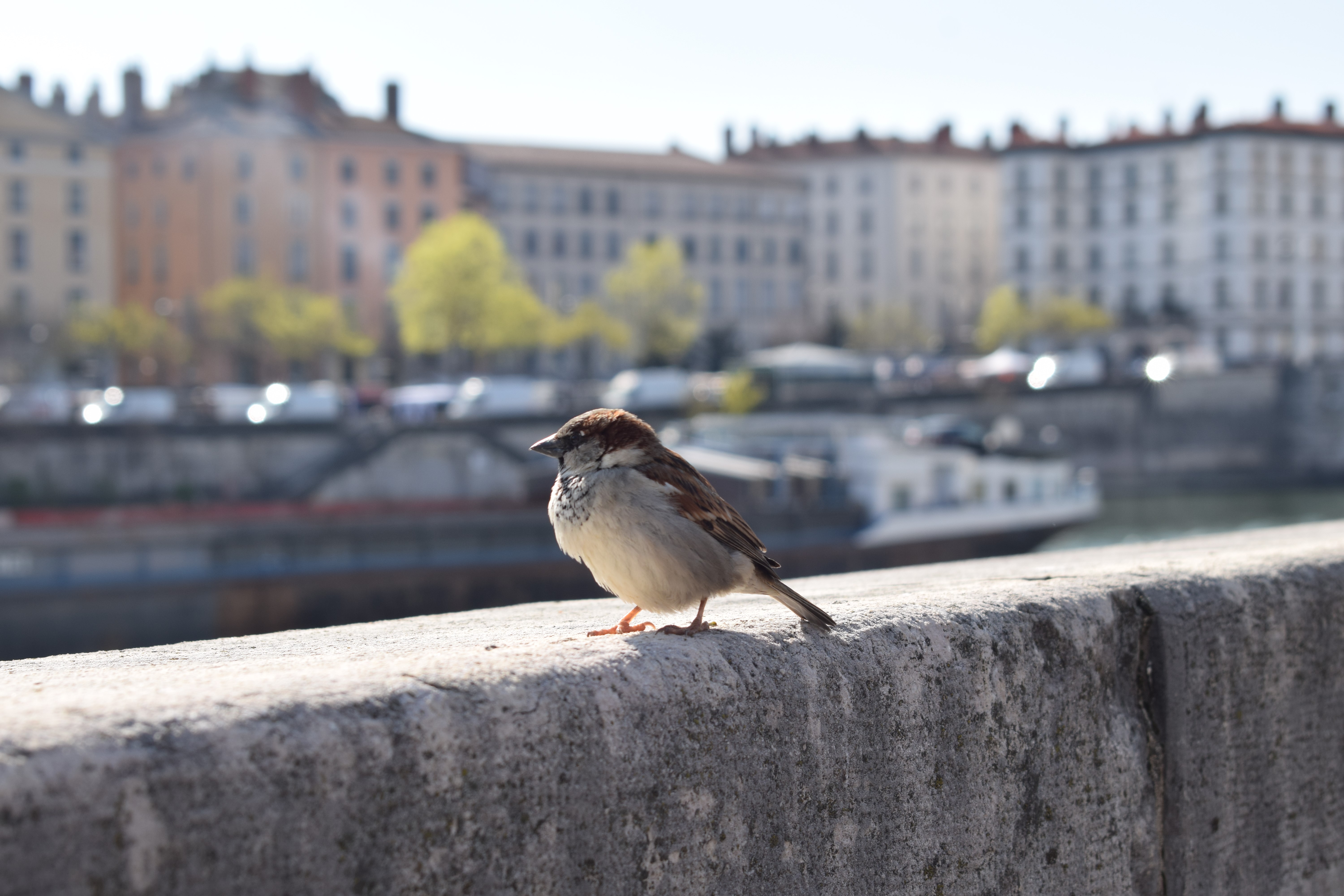 Sparrow on a stone wall with city buildings in the background HD Wallpaper