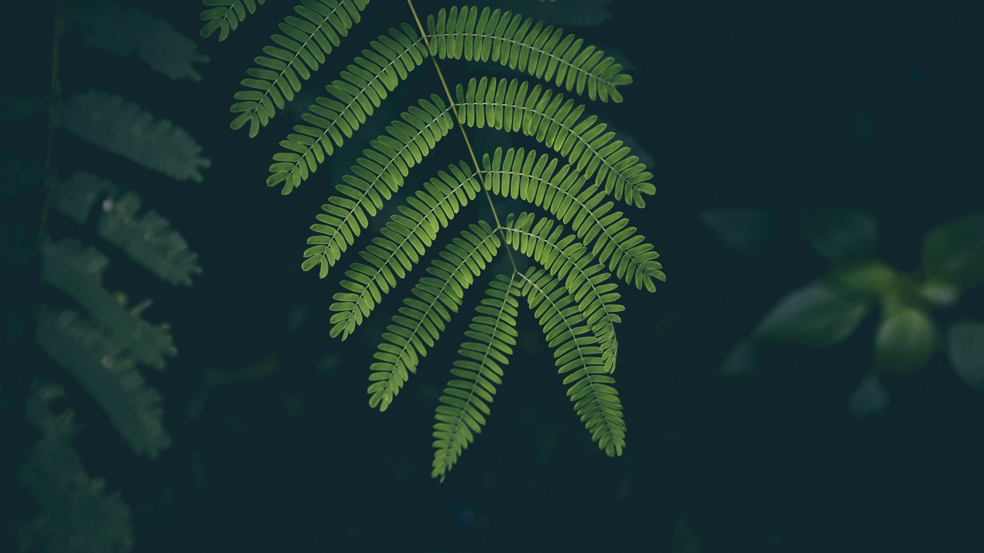 Green fern leaves against a dark background HD Wallpaper