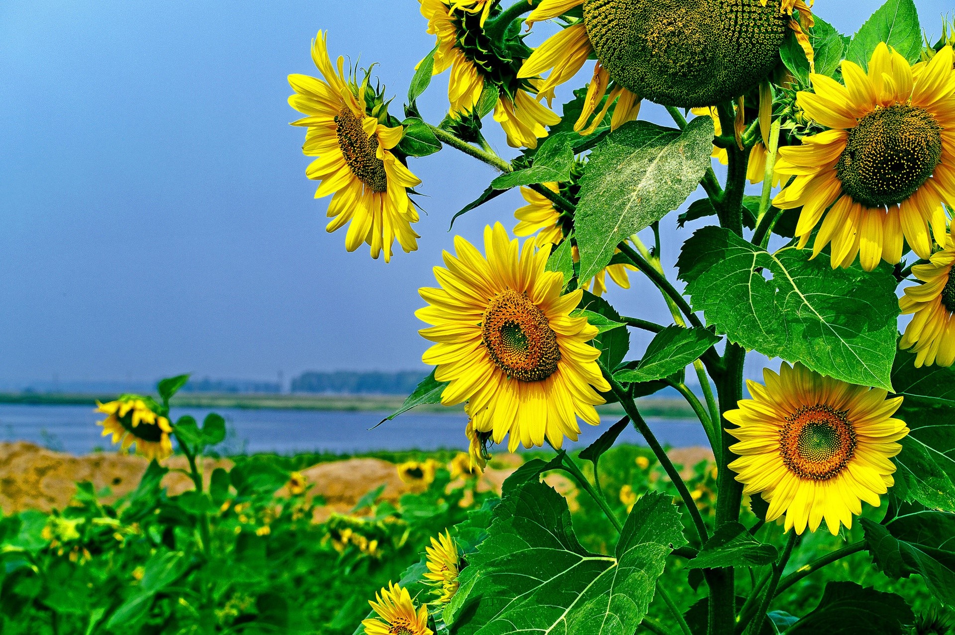 Sunflowers in a field by the water HD Wallpaper
