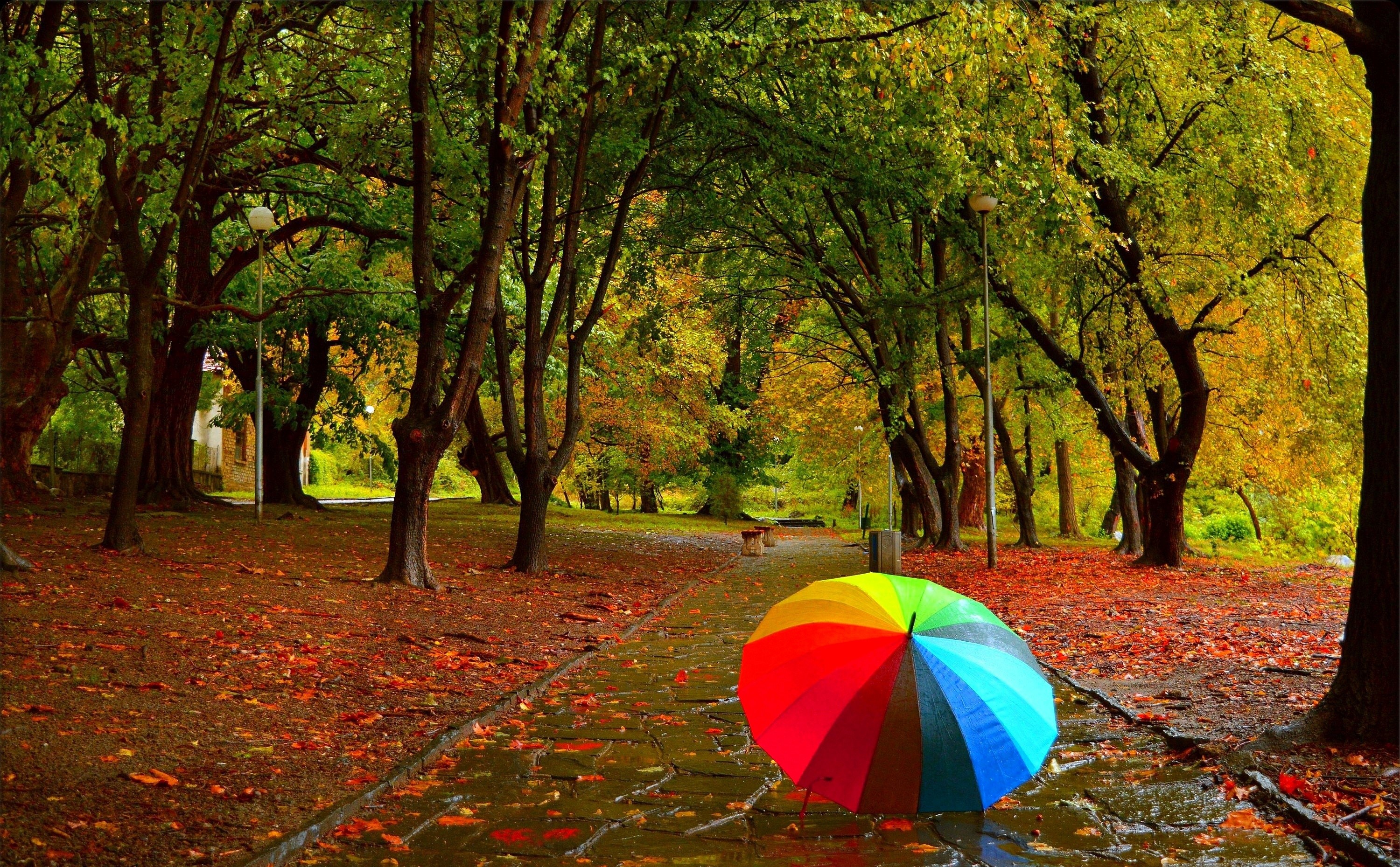 Colorful umbrella on a wet path in an autumn park HD Wallpaper