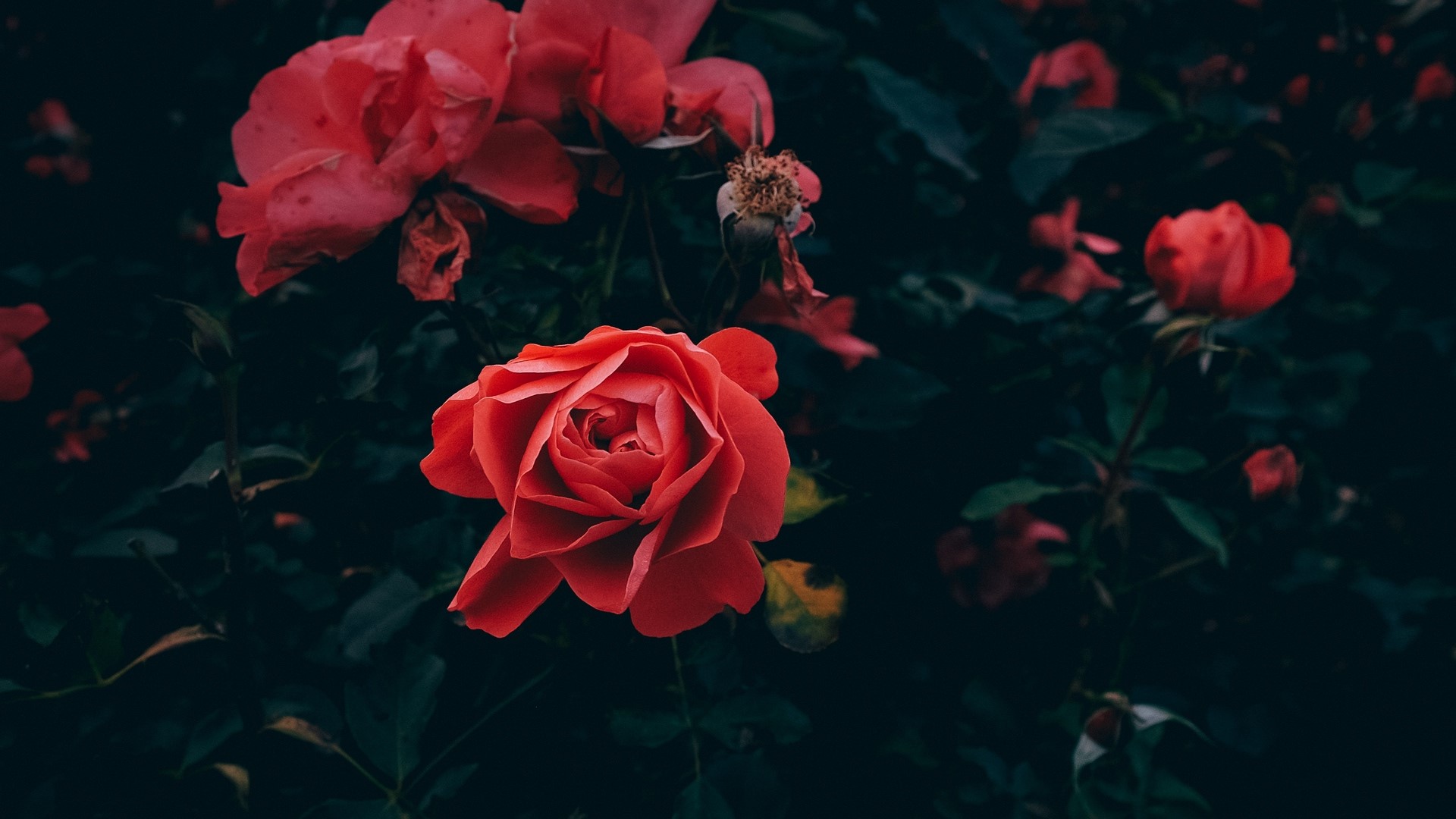 Red roses blooming in a dark garden HD Wallpaper