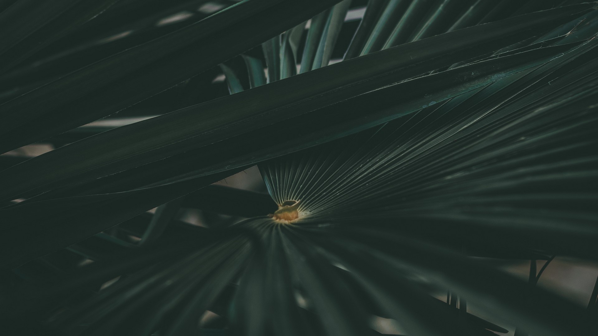 Close-up of dark green palm leaves HD Wallpaper
