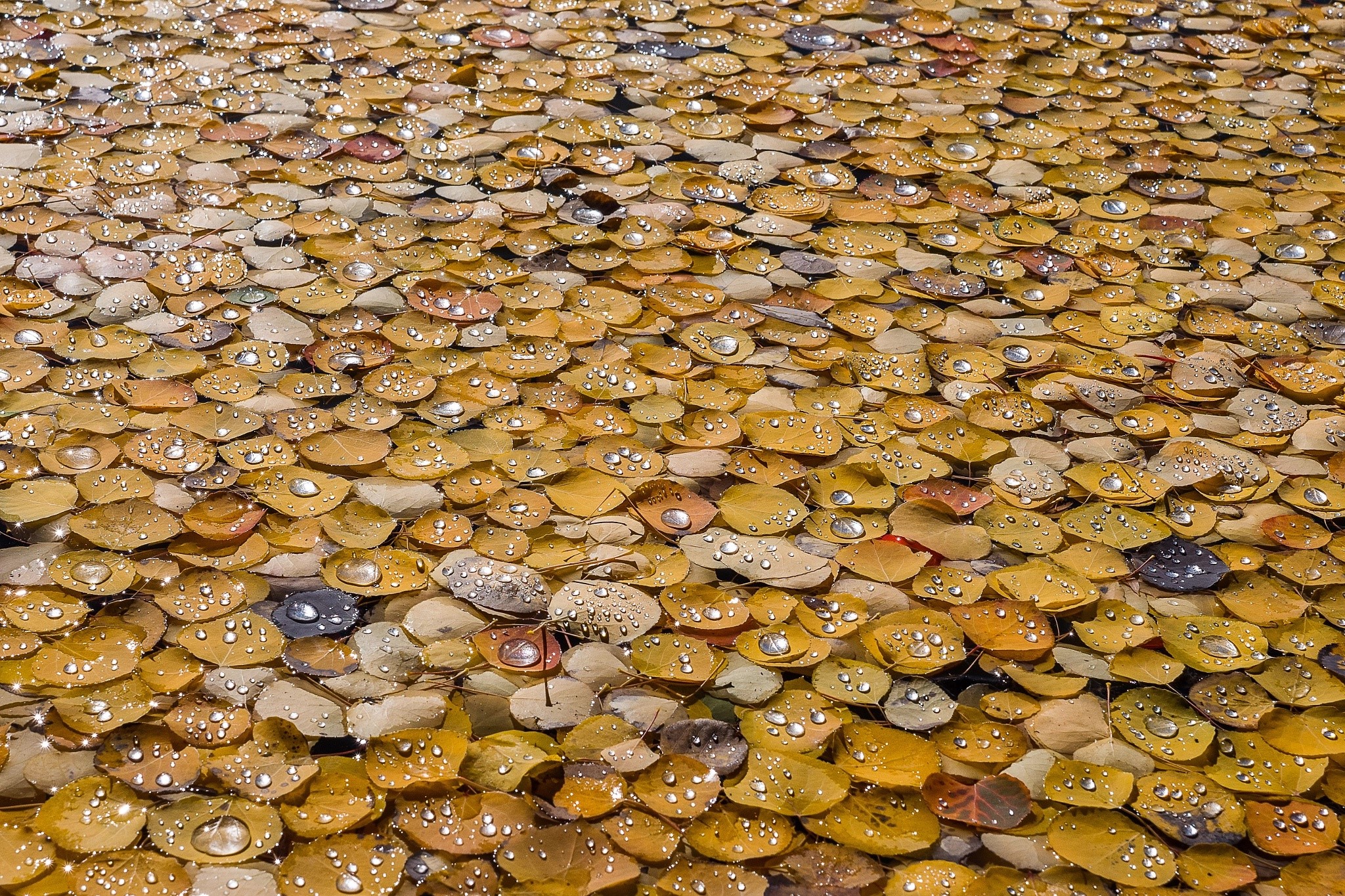 Yellow fallen leaves with water drops on water HD Wallpaper