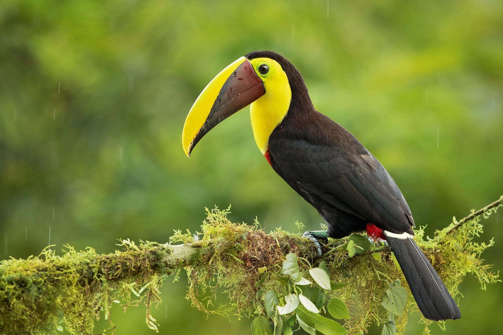 Chestnut-mandibled toucan perched on a mossy branch HD Wallpaper