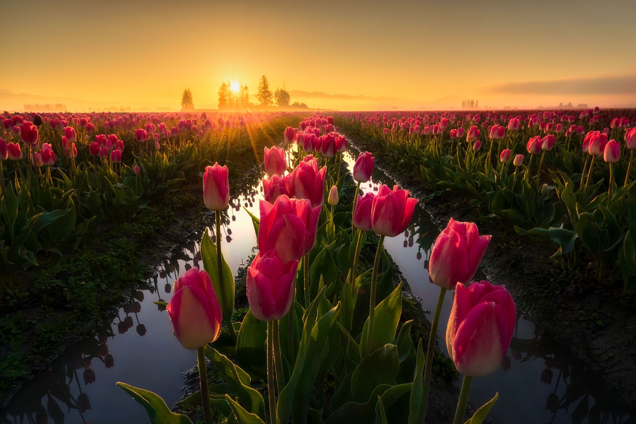 Field of pink tulips at sunrise with sun rays HD Wallpaper