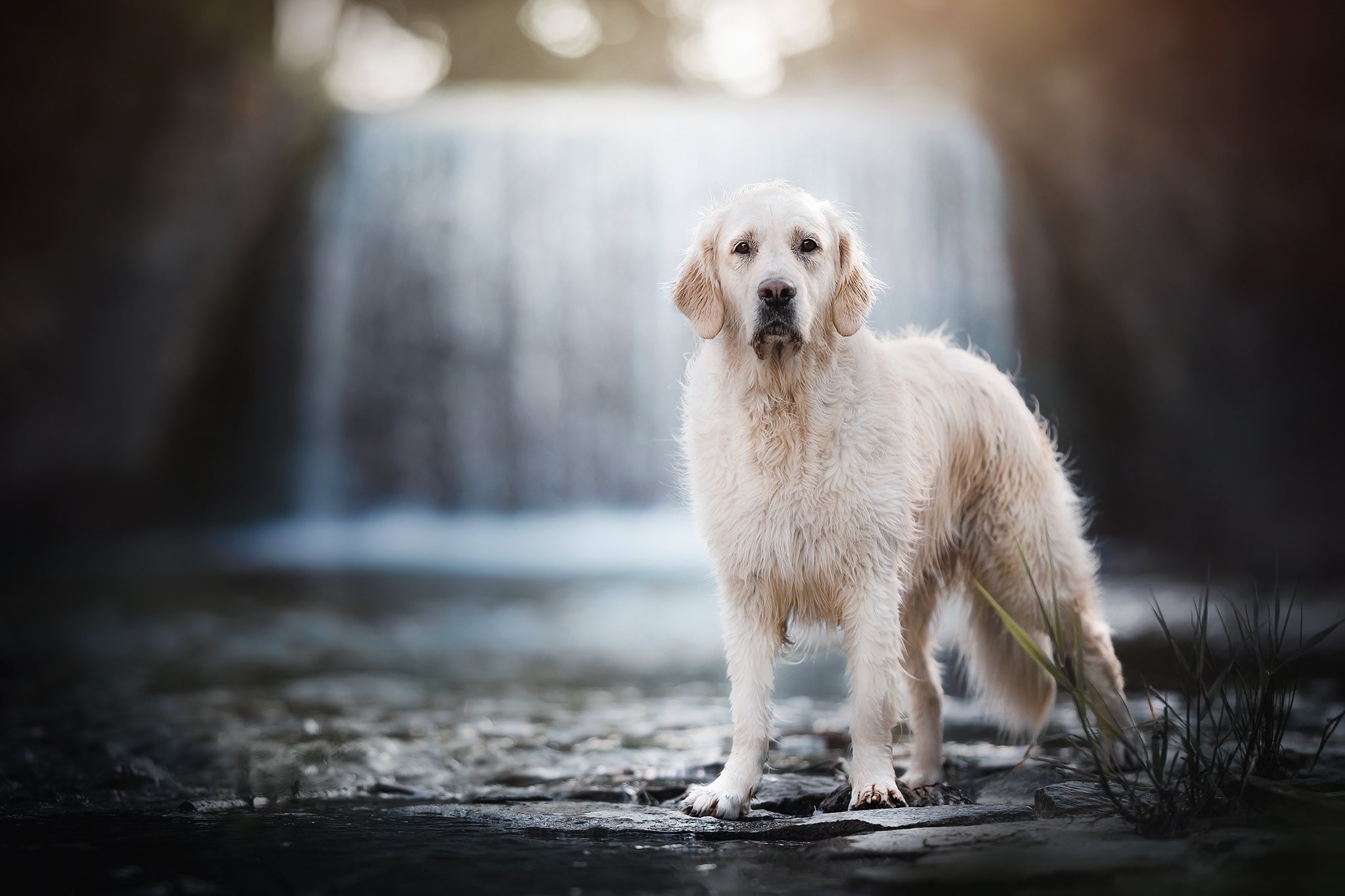 Golden Retriever dog standing by a waterfall HD Wallpaper