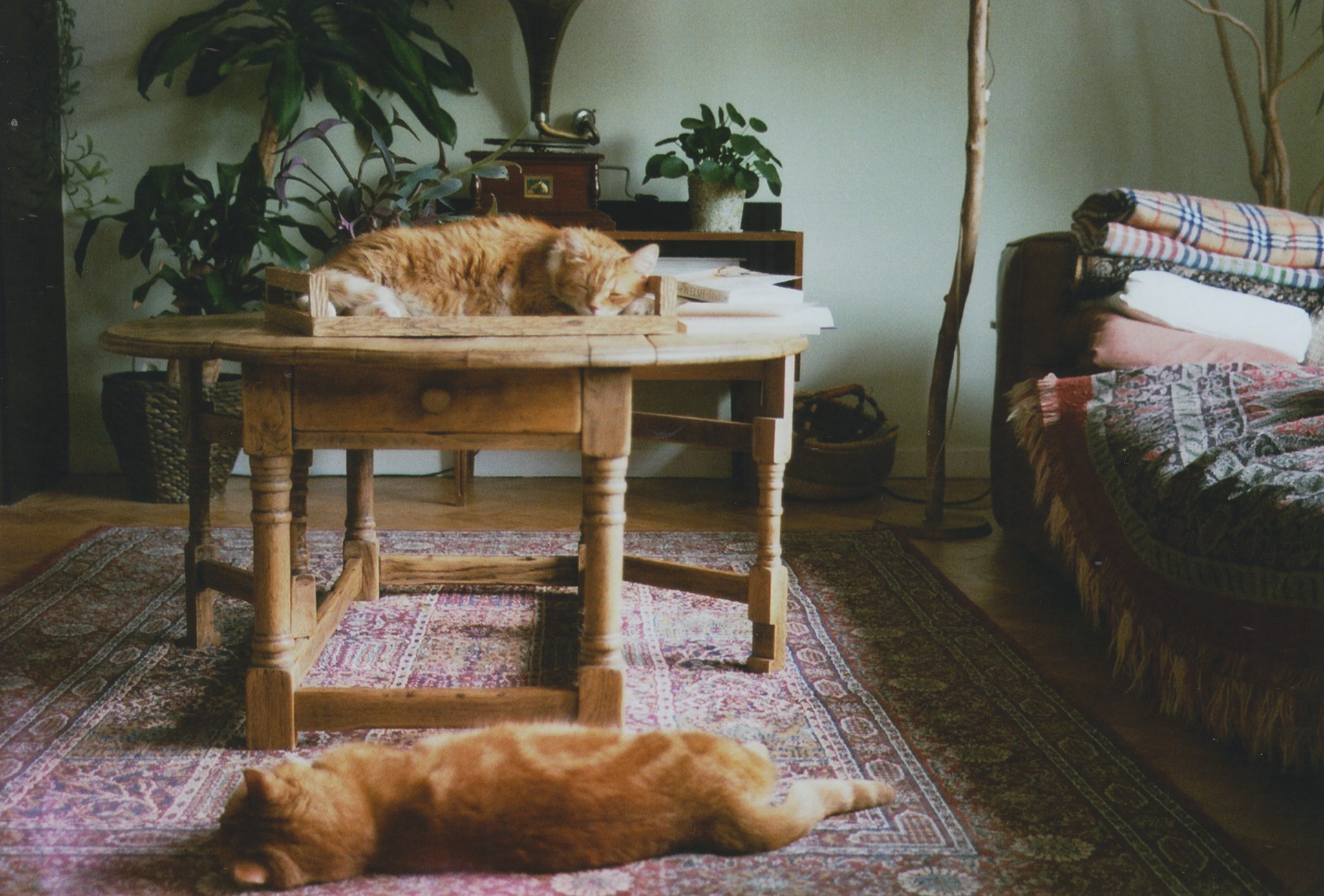 Two orange cats sleeping indoors HD Wallpaper