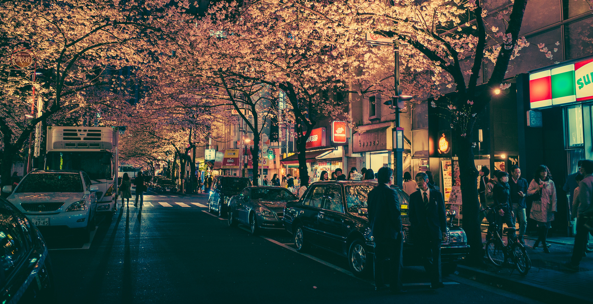 Night street with cherry blossoms and cars in Japan HD Wallpaper
