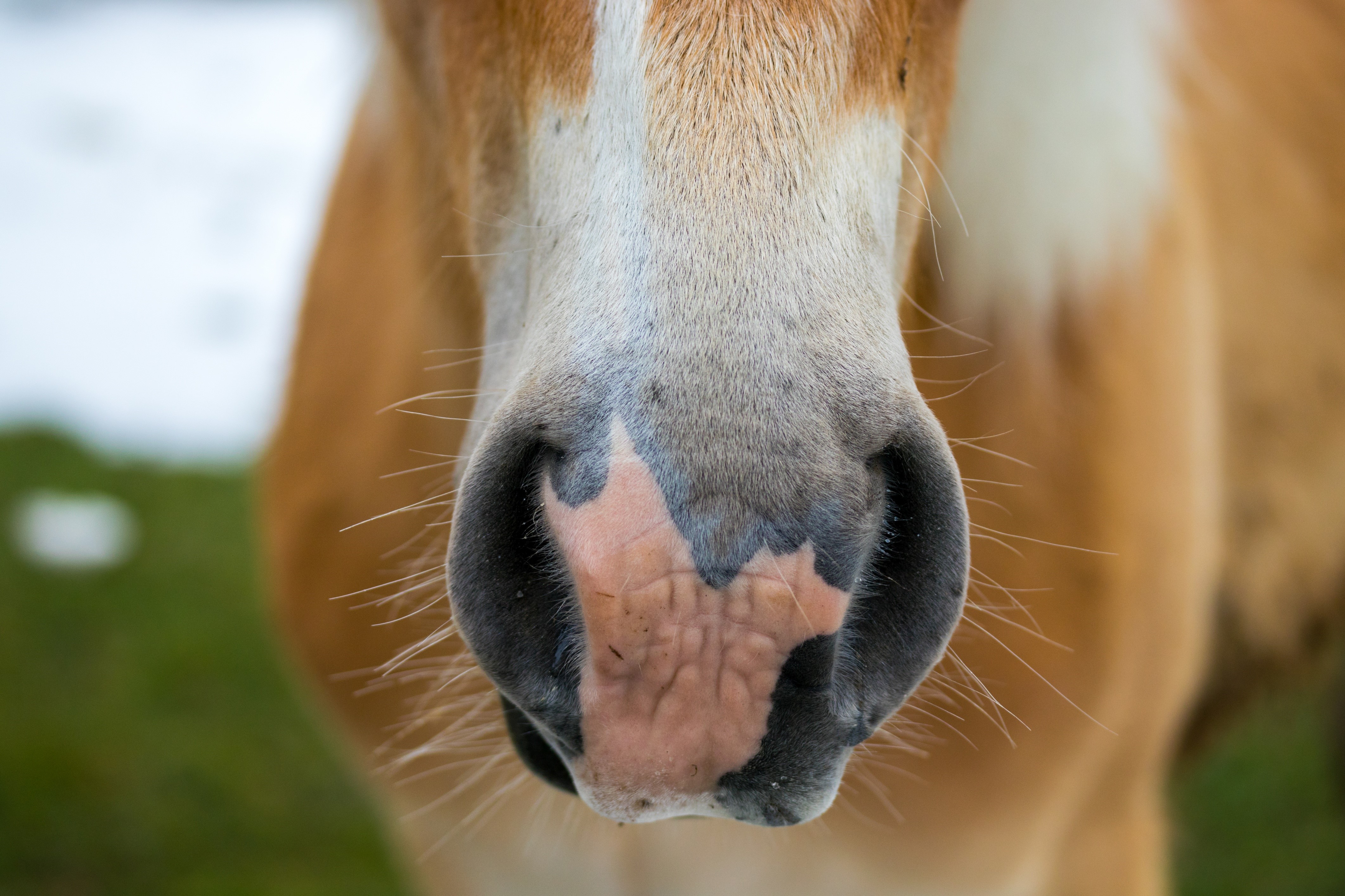 Close-up of a horse's nose and muzzle HD Wallpaper