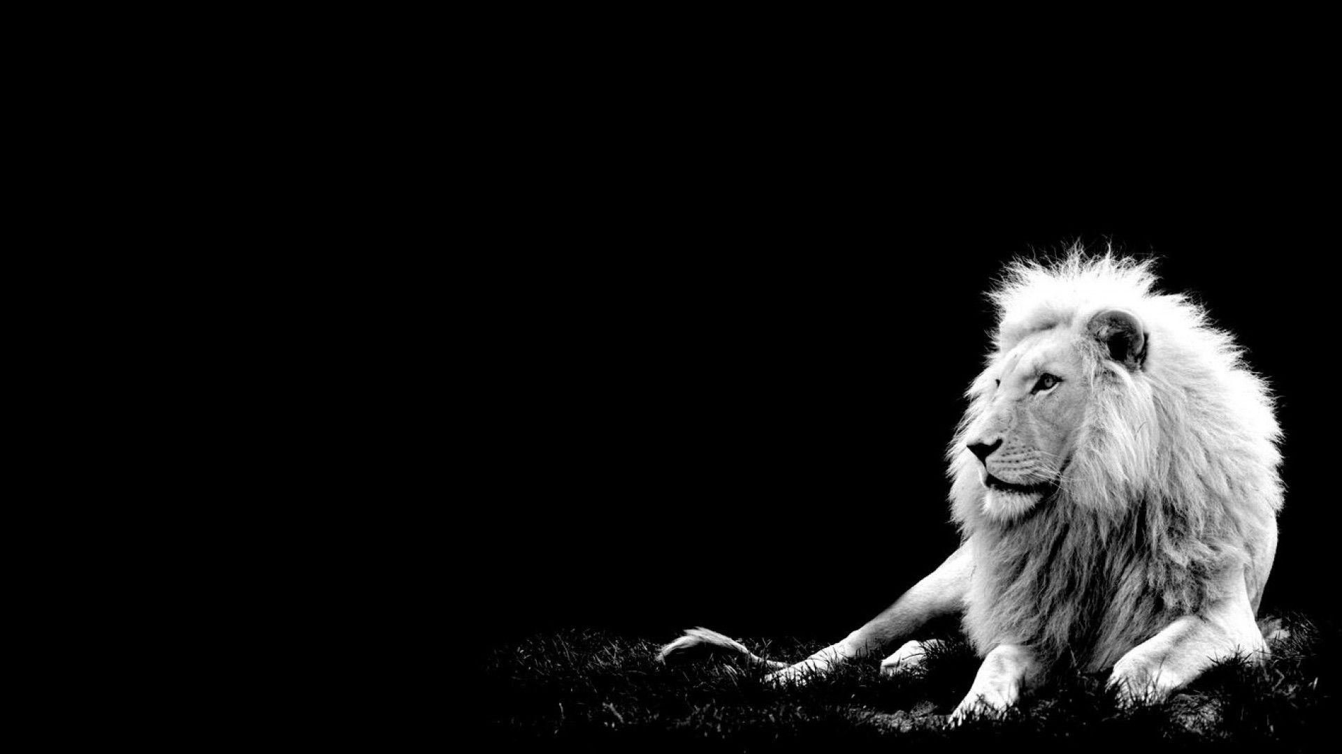 Monochrome white lion lying on grass HD Wallpaper