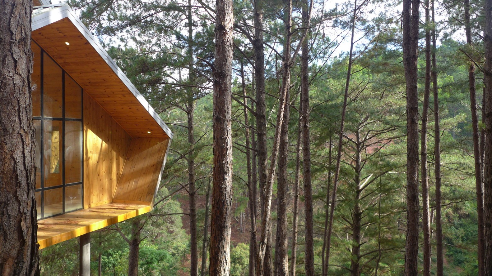 Modern wooden cabin nestled among pine trees HD Wallpaper